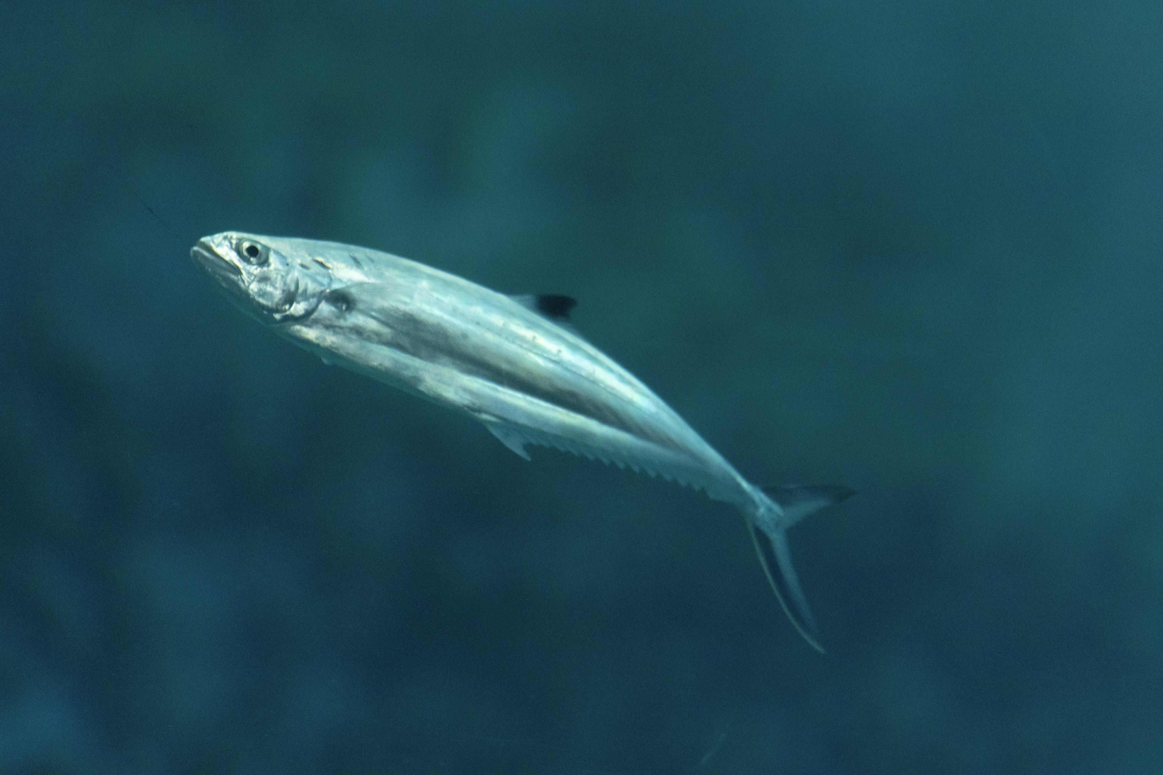 Ikan yang berenang di air biru jernih