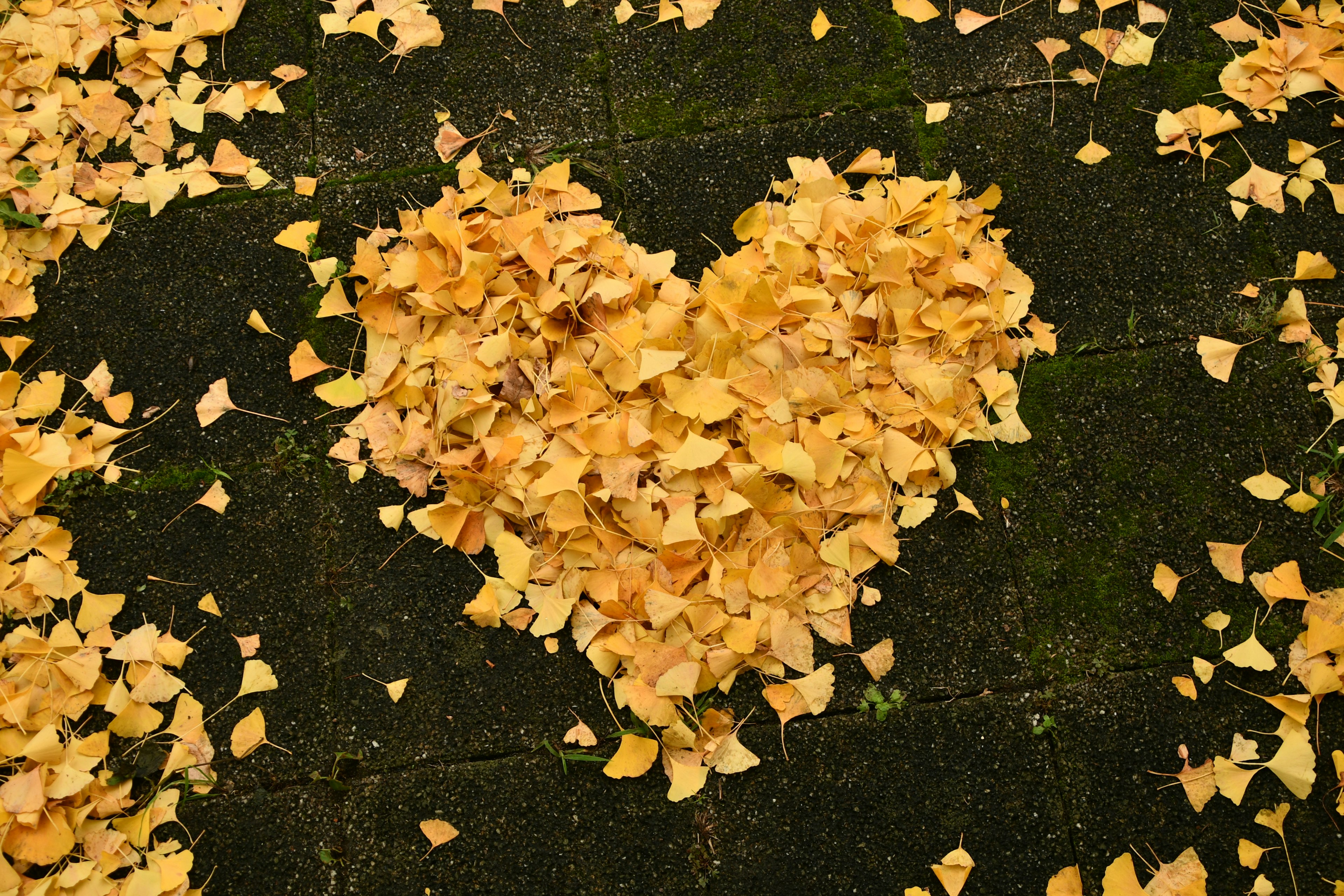 Feuilles jaunes disposées en forme de cœur sur le sol