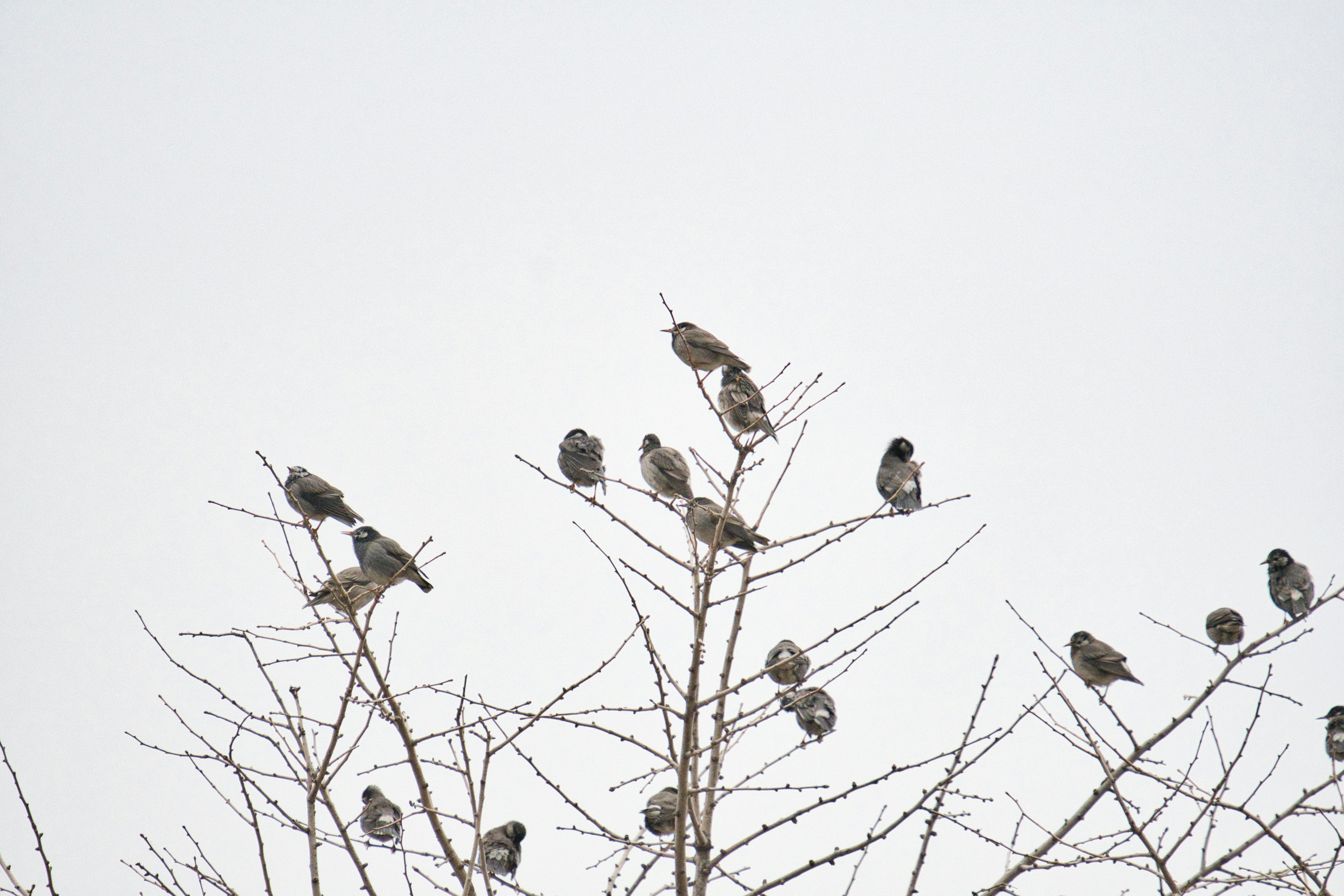 Eine Gruppe kleiner Vögel, die auf Baumästen sitzen