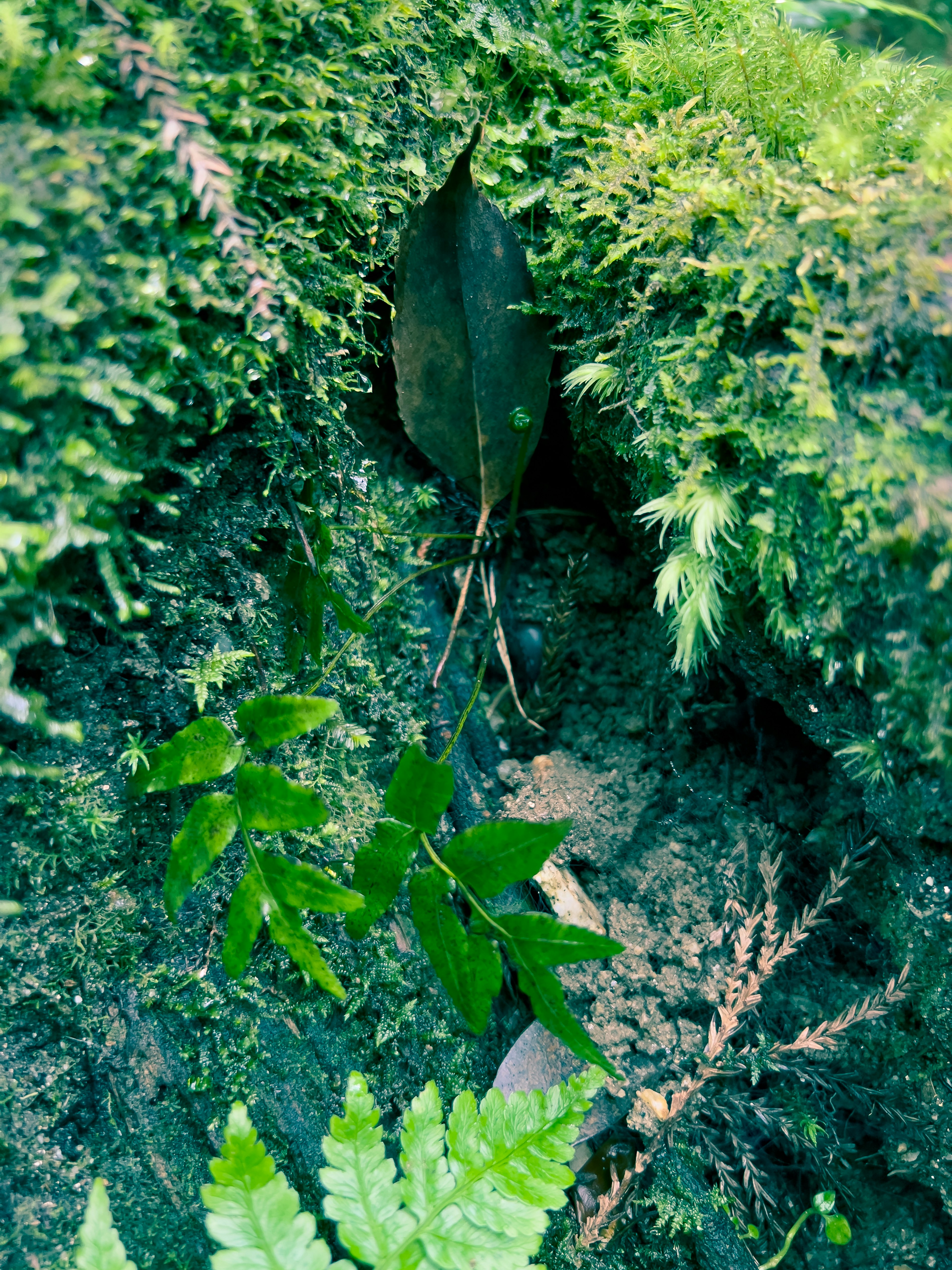 Leaf and moss on damp forest floor