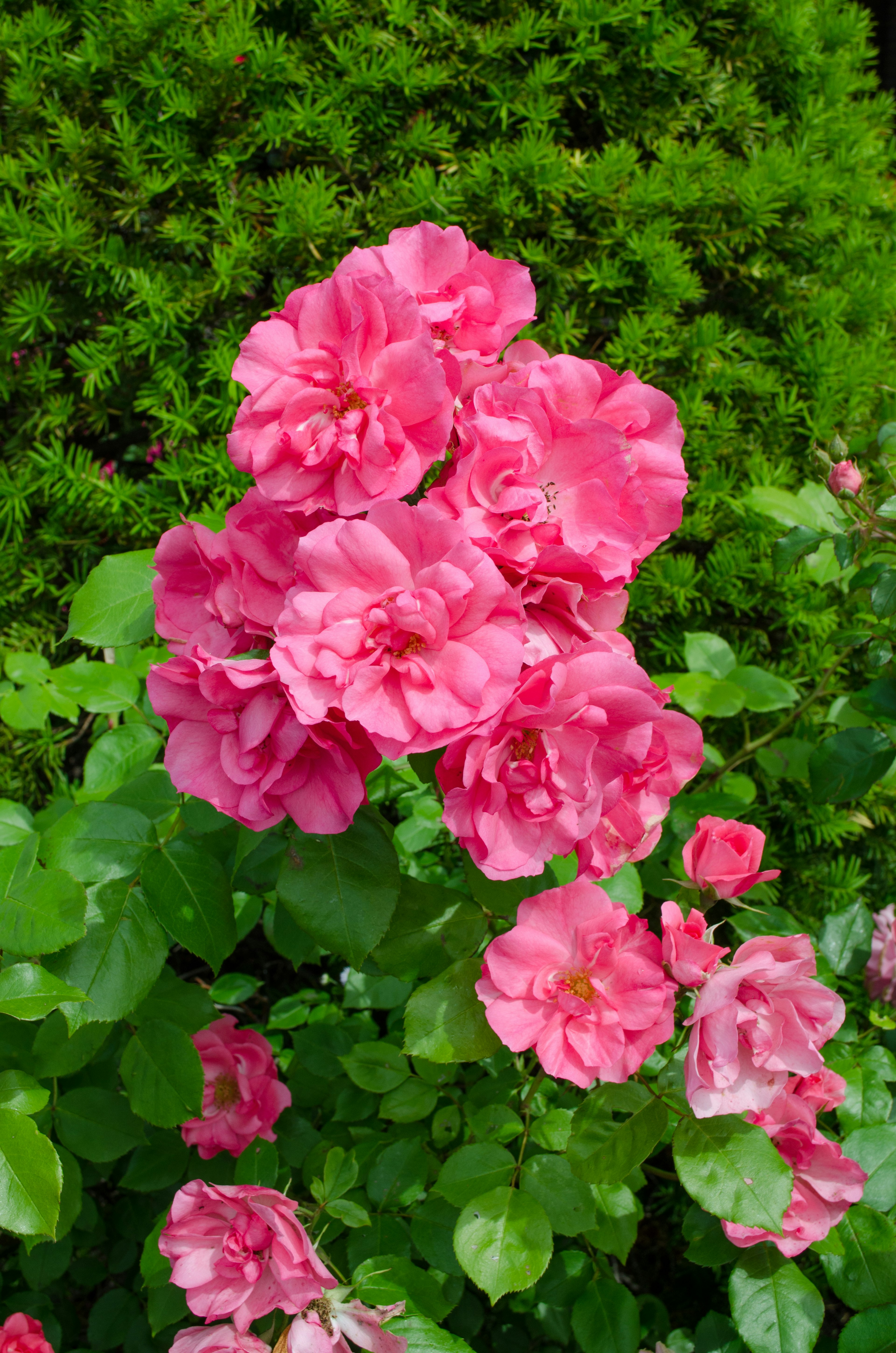 Primo piano di fiori rosa in fiore circondati da foglie verdi colori vivaci