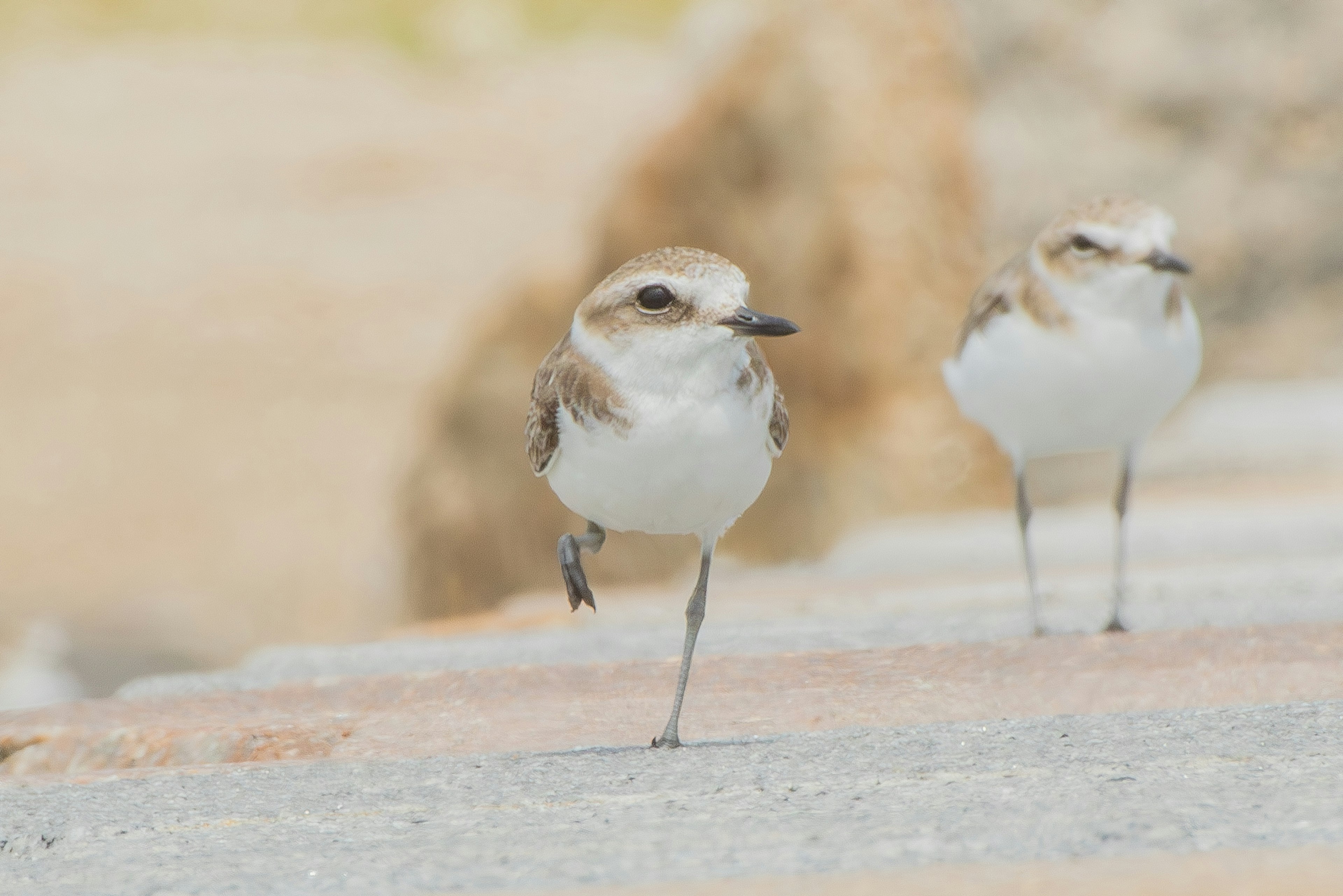 Two birds walking on a rock surface