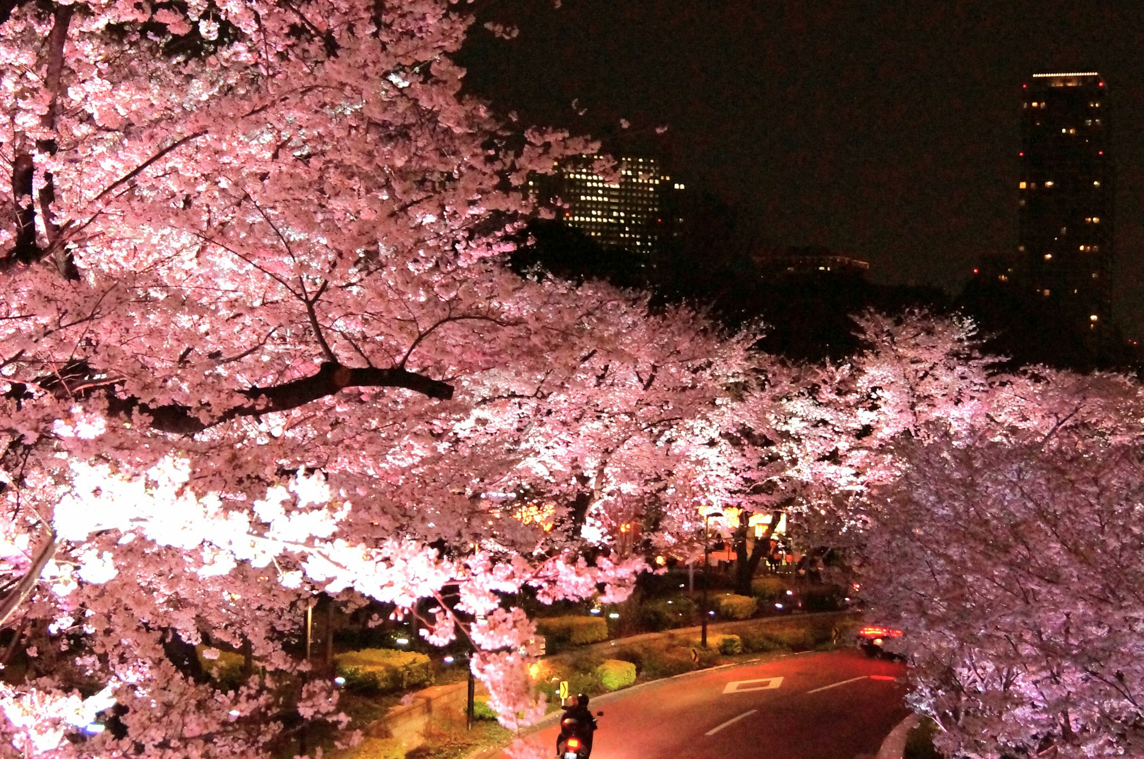 Bellissimo scenario notturno di ciliegi fiori rosa vibranti illuminati