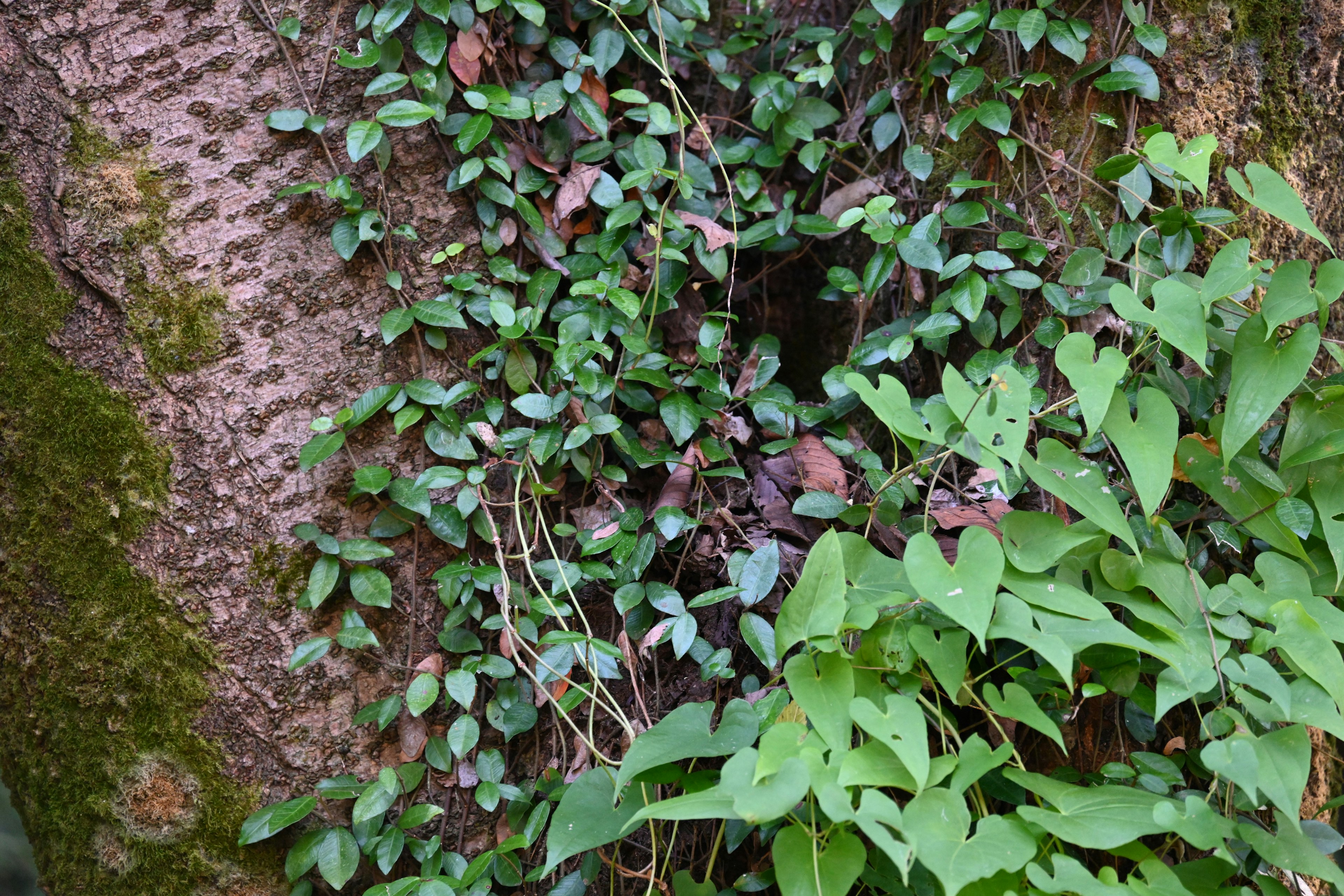 Close-up of lush green leaves surrounding a tree trunk