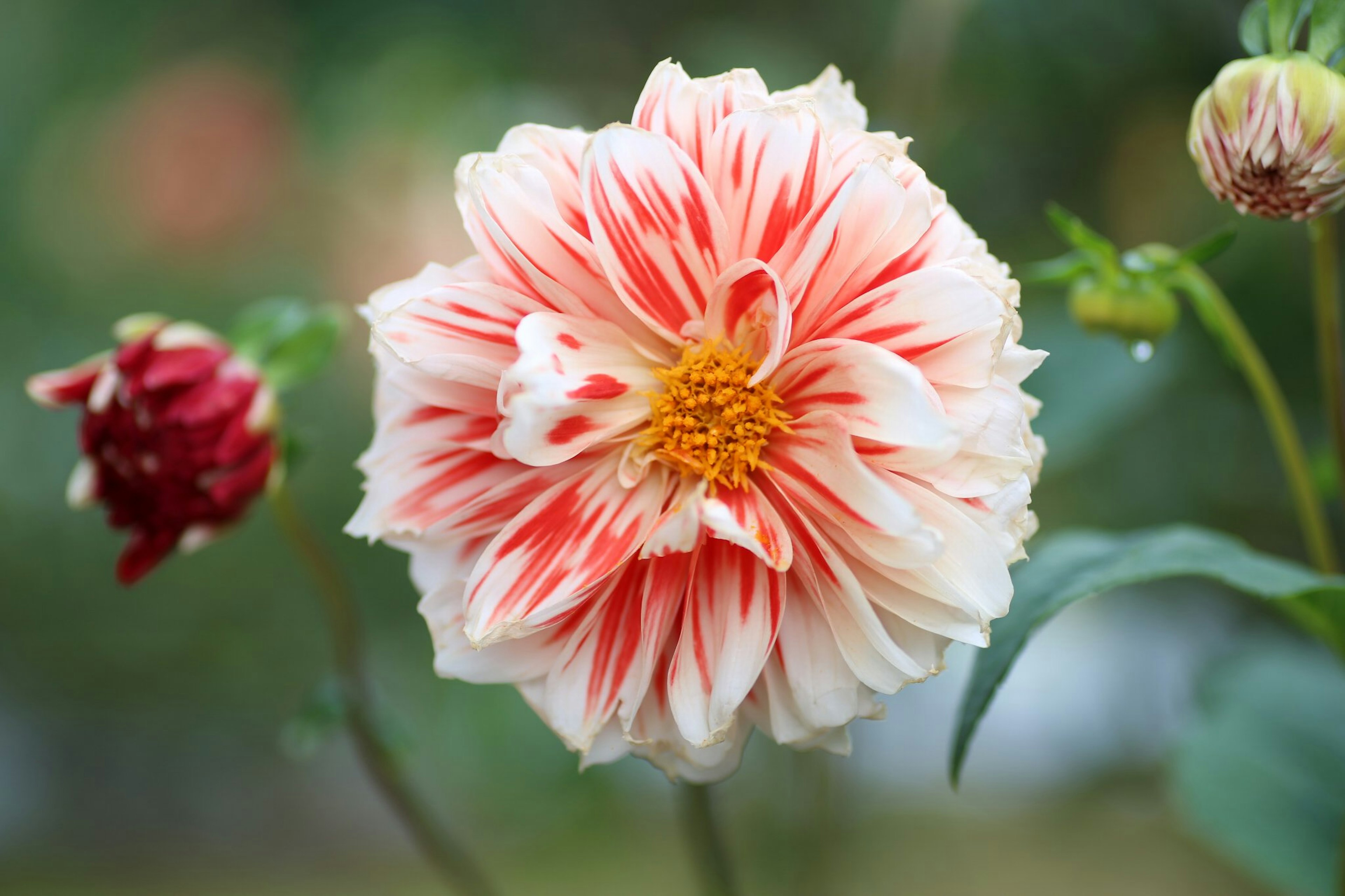 Flor de dalia con rayas rojas y blancas contra un fondo verde