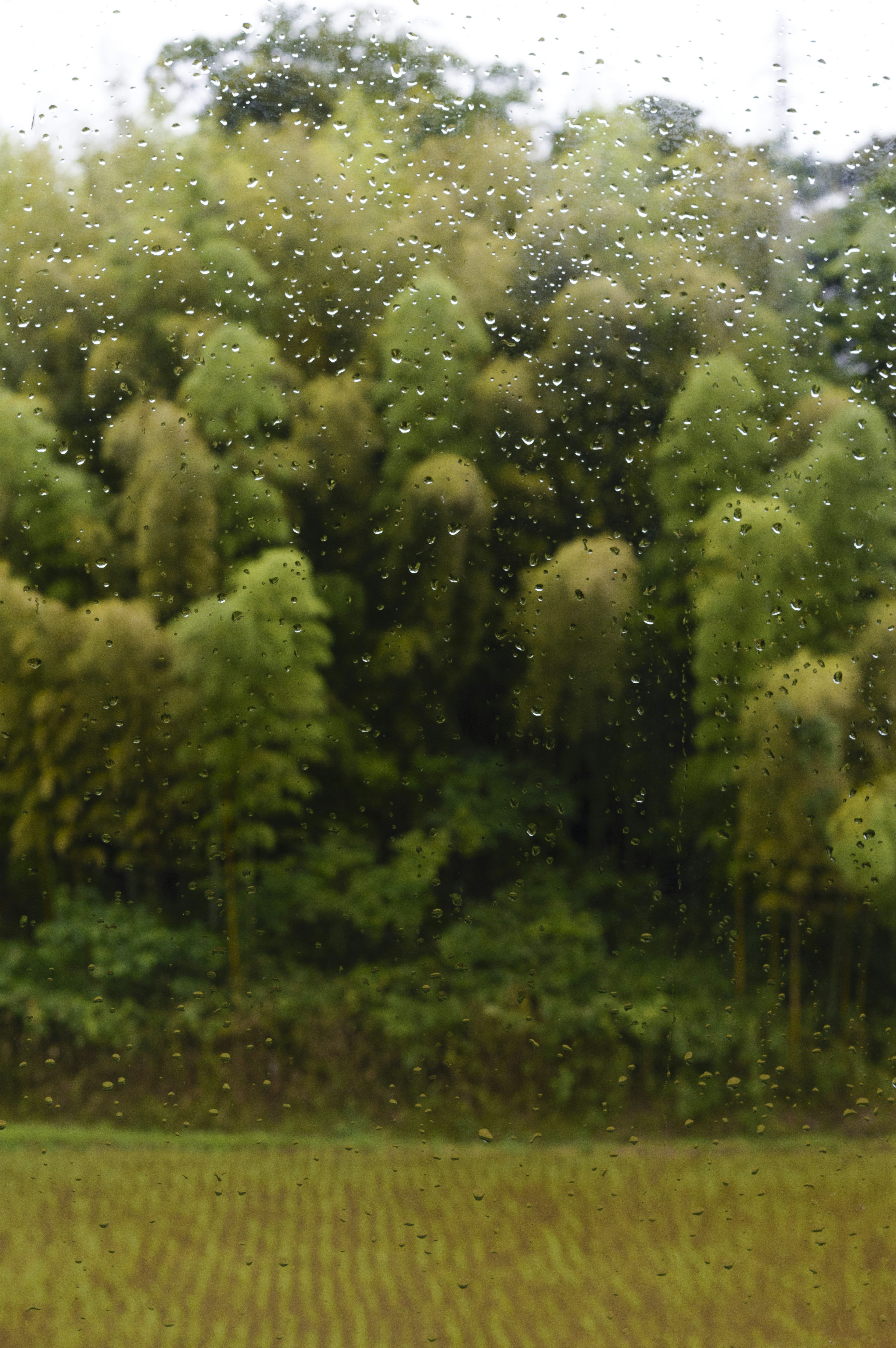 Bosque de bambú empapado de lluvia con follaje verde