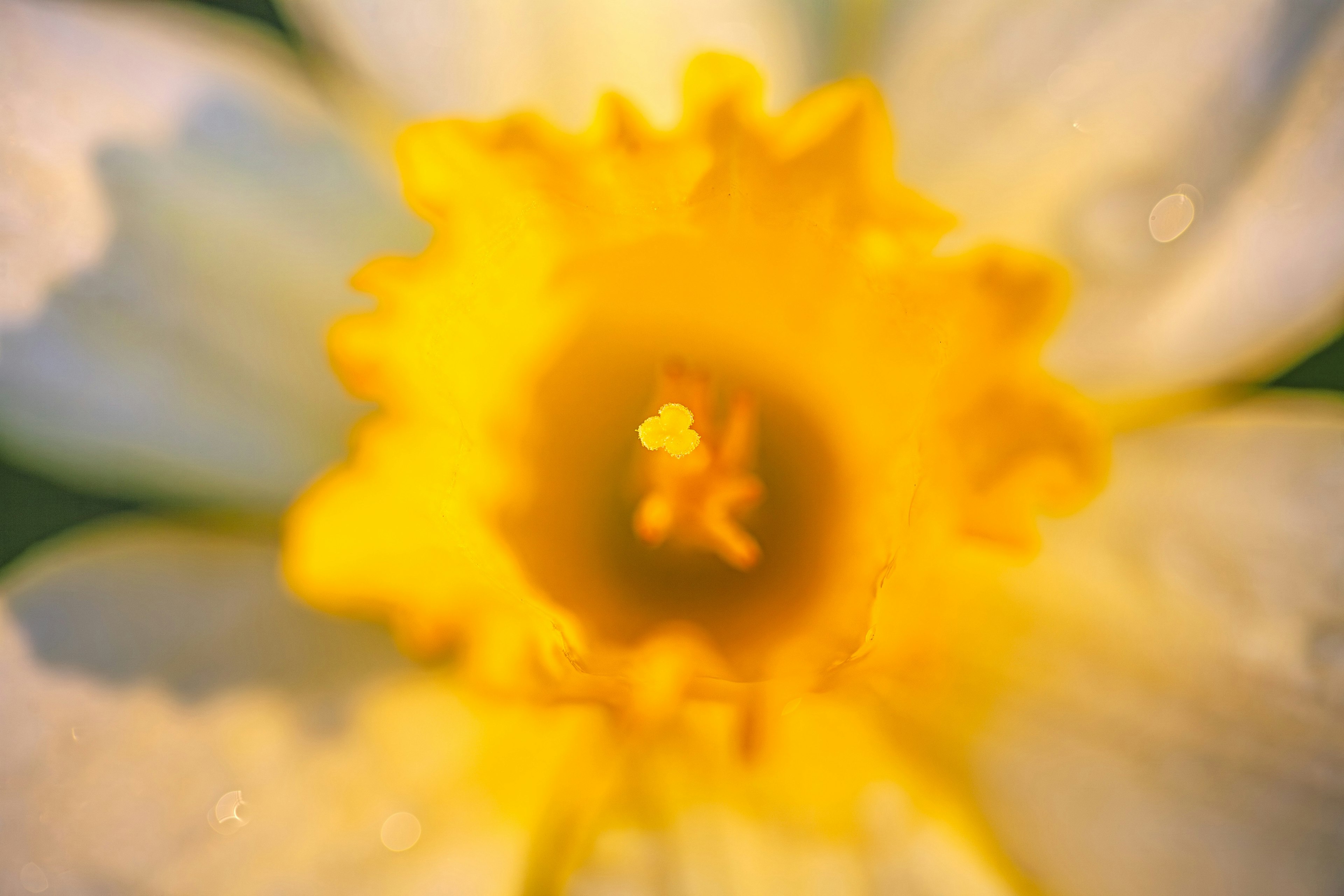 Gros plan d'une jonquille avec des pétales blancs et un centre jaune vif