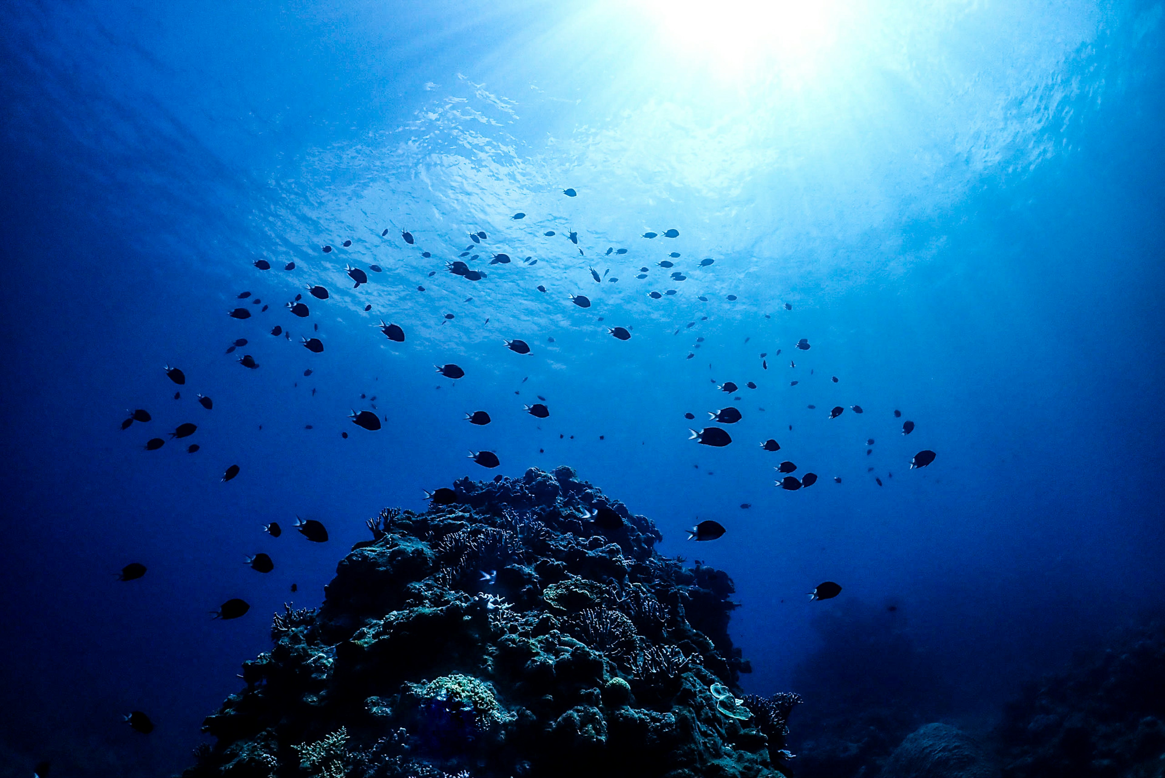 青い海の中に広がるサンゴ礁と魚たちの群れ