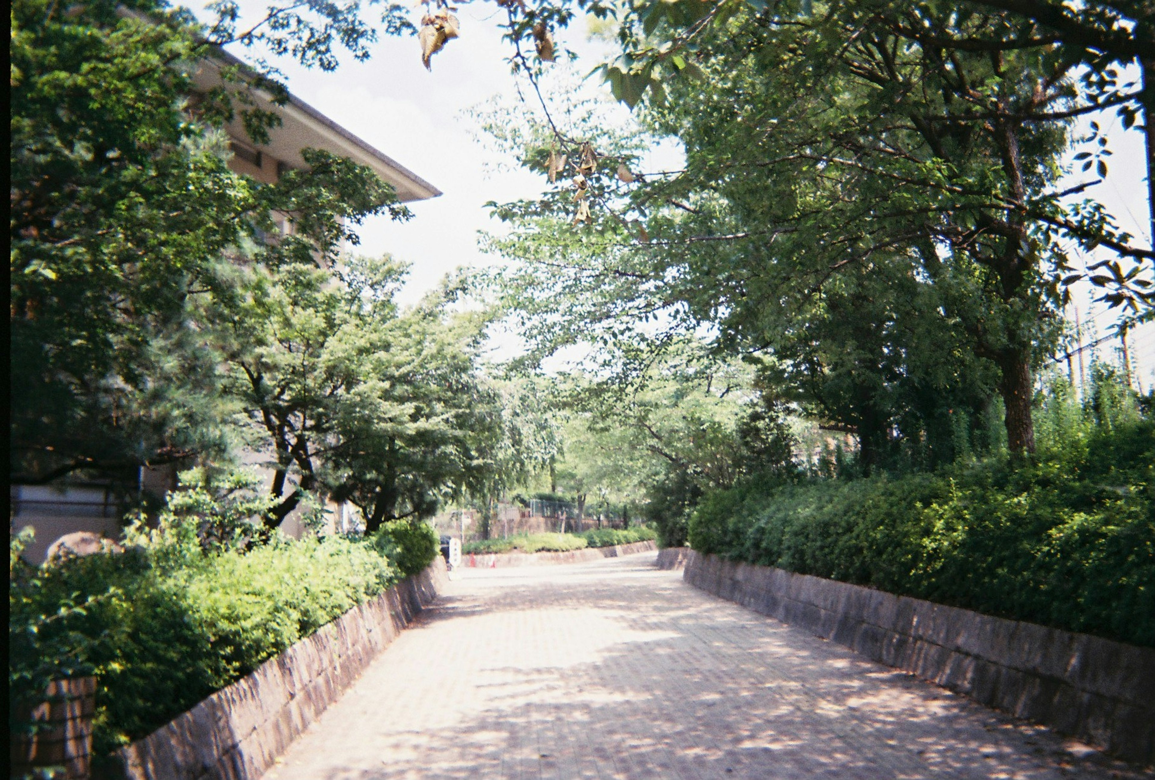 Quiet pathway surrounded by greenery and nearby buildings