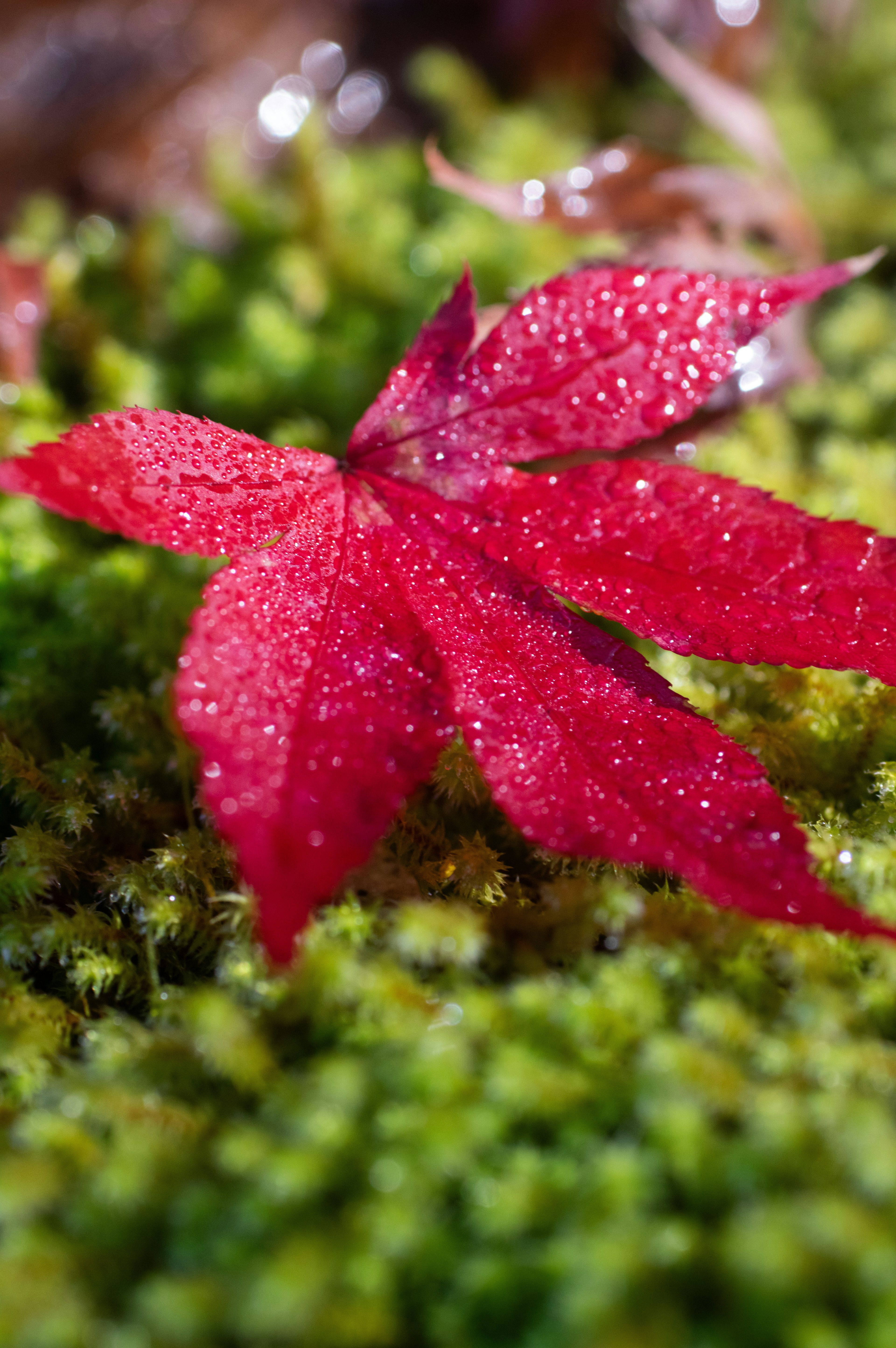 Una hoja de arce roja sobre musgo verde