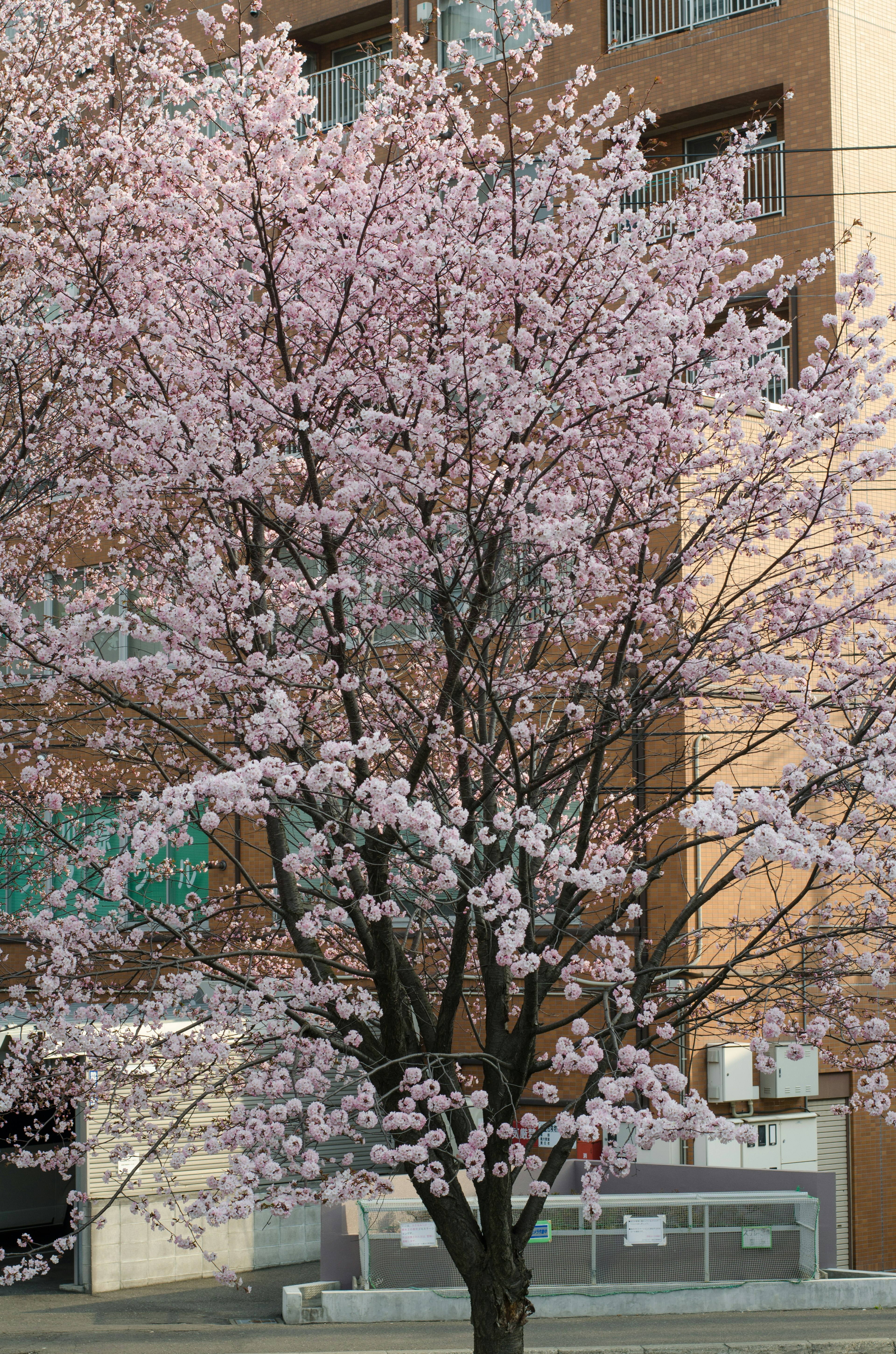 Pohon sakura mekar penuh dengan bunga pink di lingkungan perkotaan