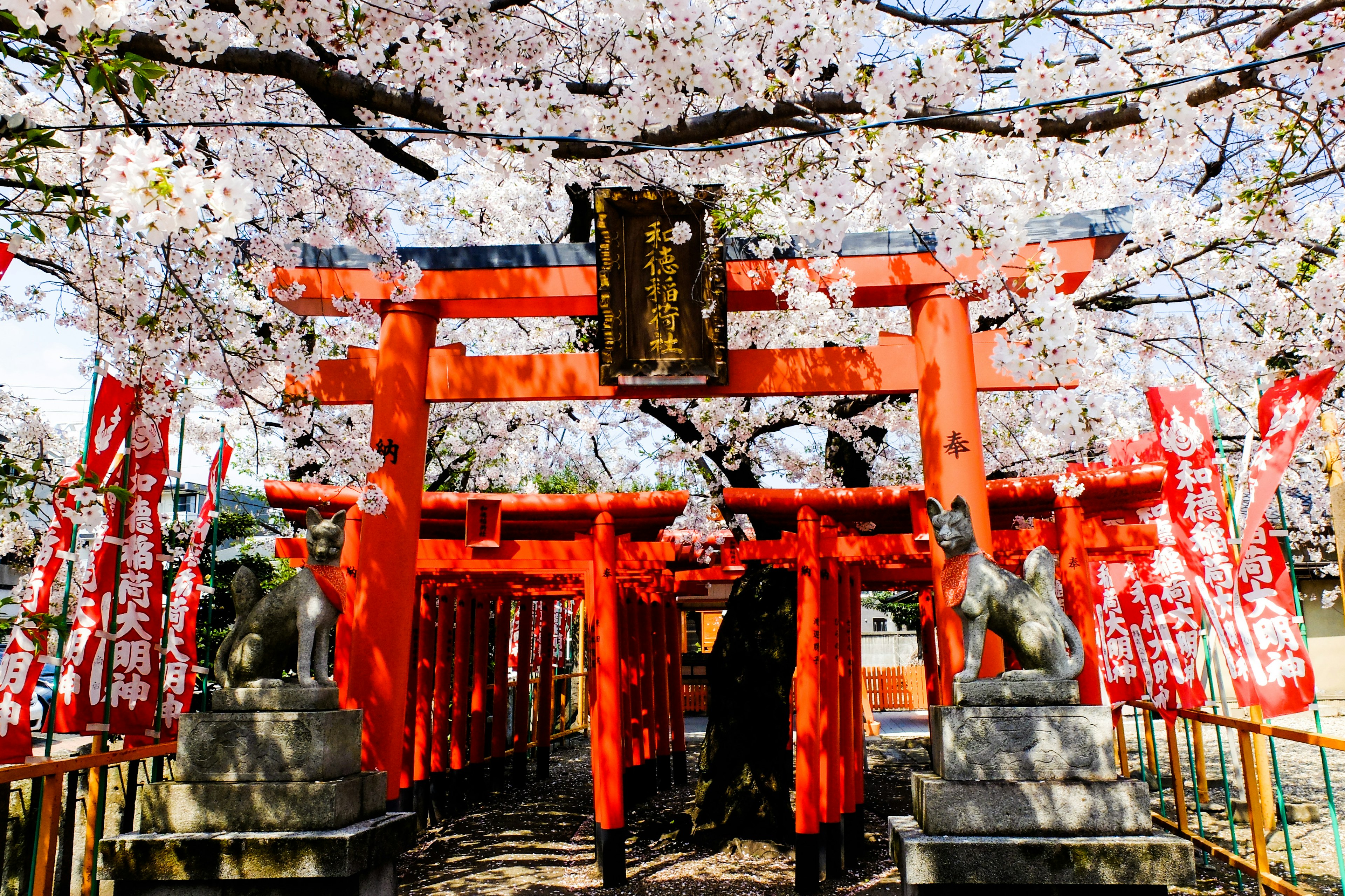 桜の花が咲く中にある赤い鳥居と狛犬の風景