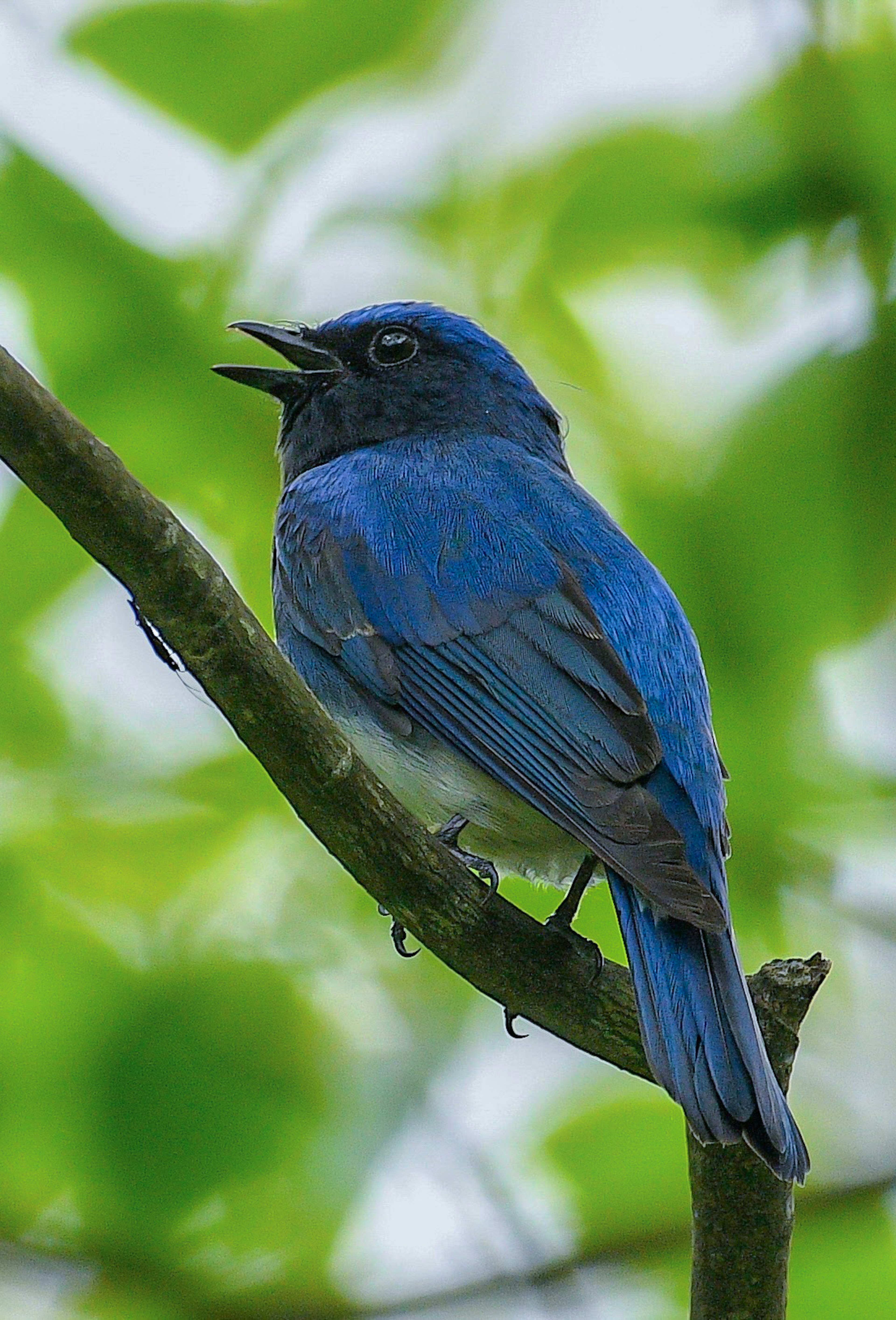 青い鳥が枝に止まっている