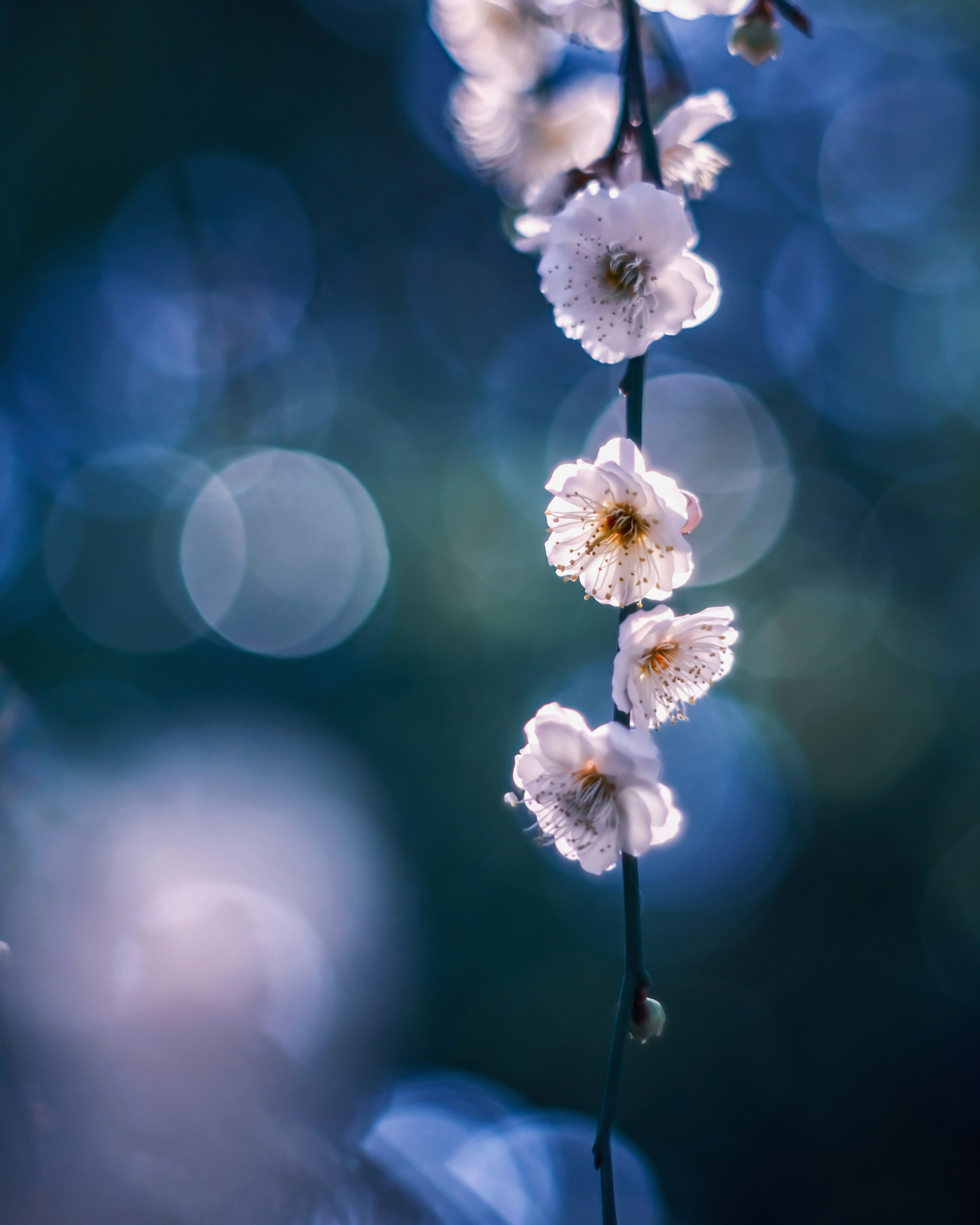 Zarte weiße Blumen hängen vor einem blauen Hintergrund