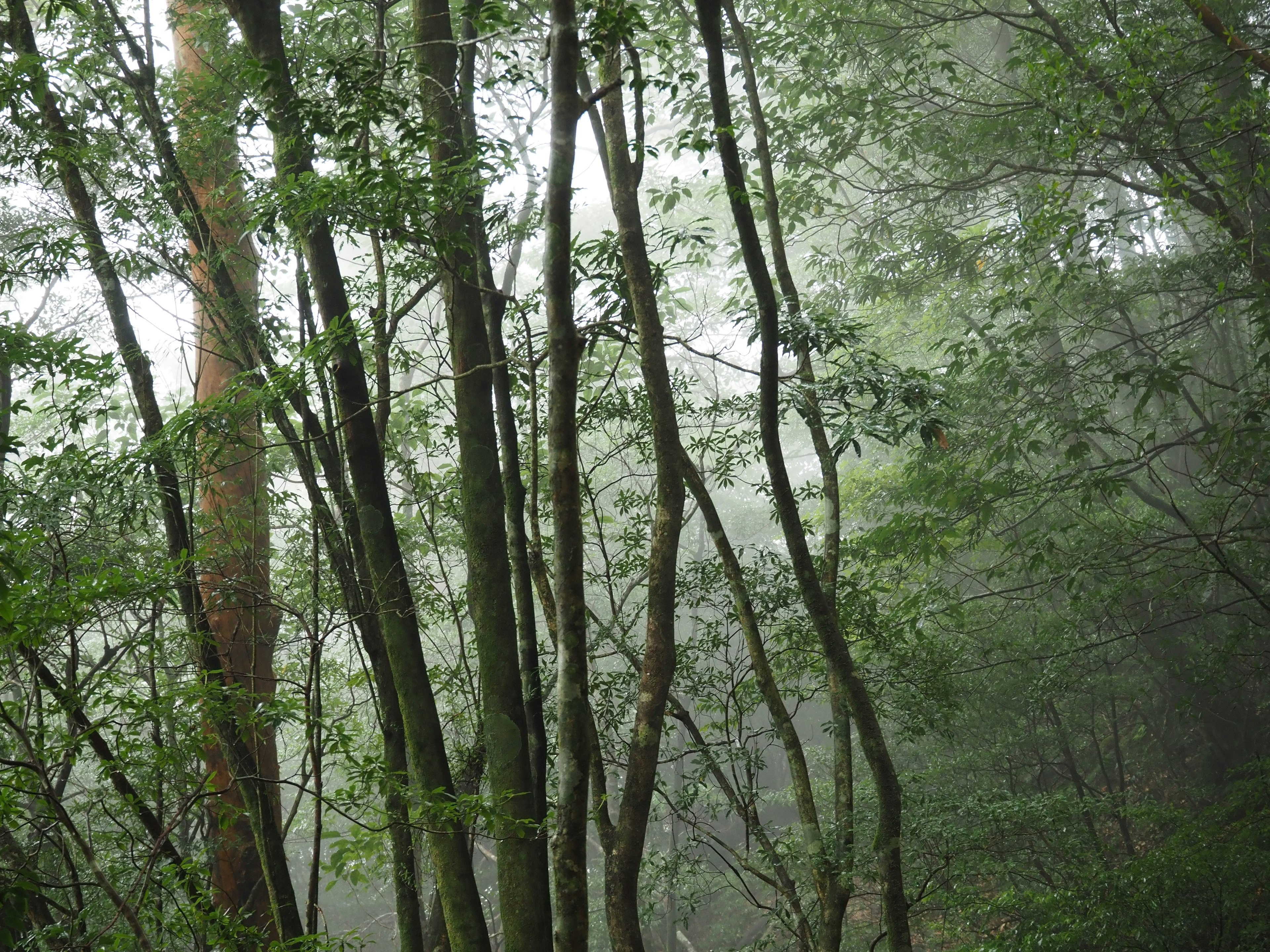 A misty forest scene with slender trees surrounded by lush greenery