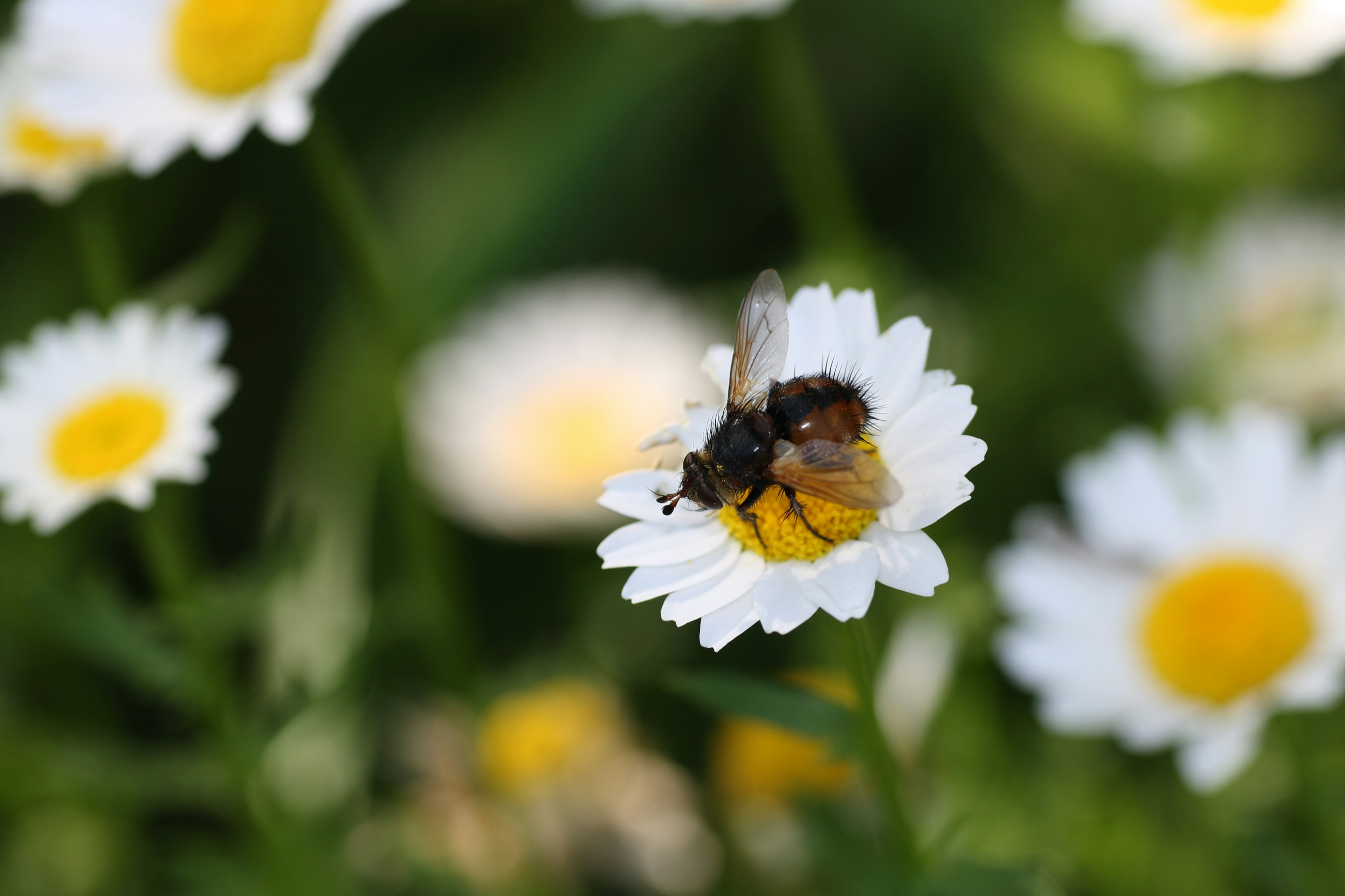 Primer plano de una abeja en una flor blanca en un entorno verde exuberante