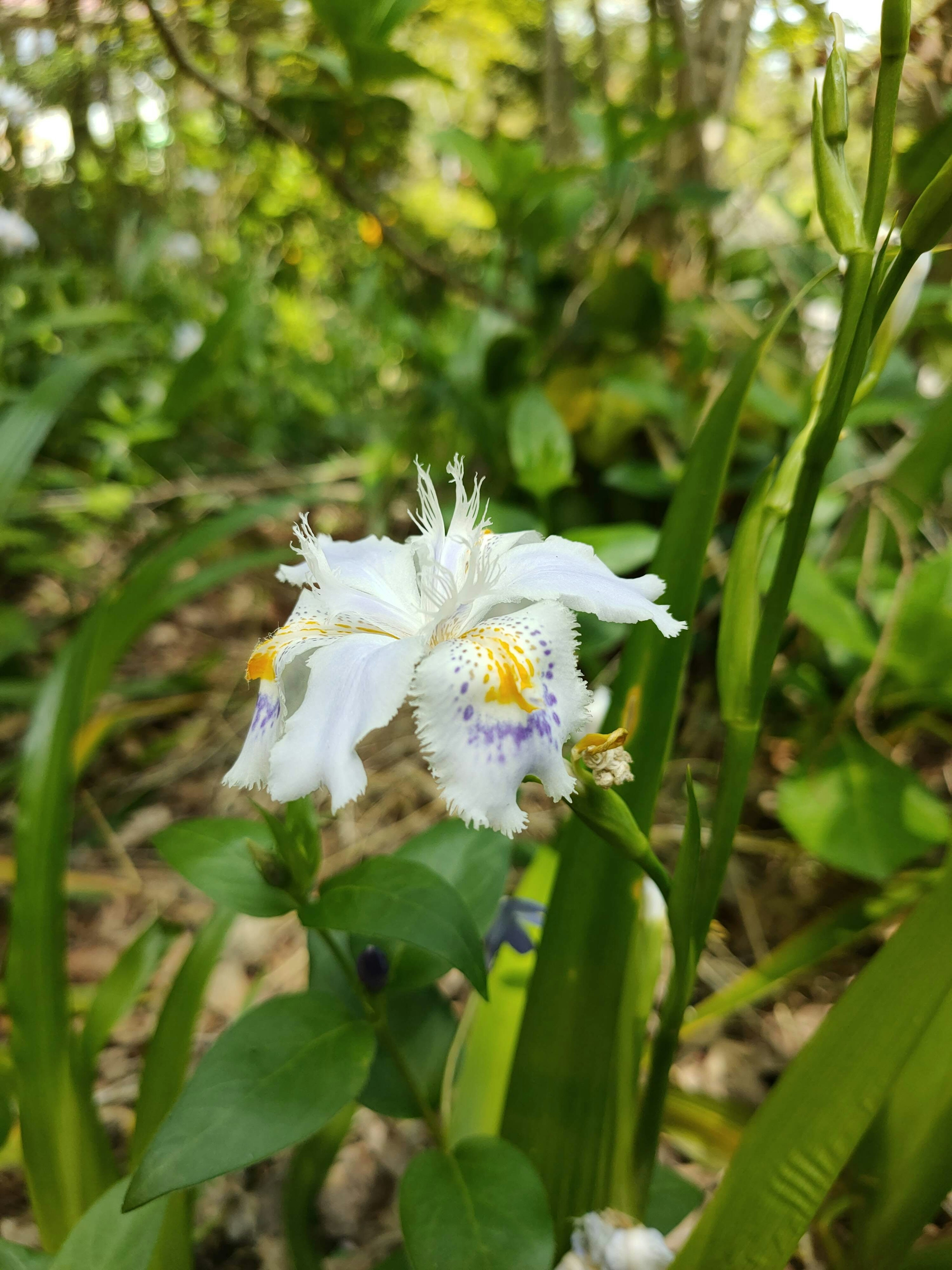 Primer plano de una flor blanca en un entorno verde exuberante