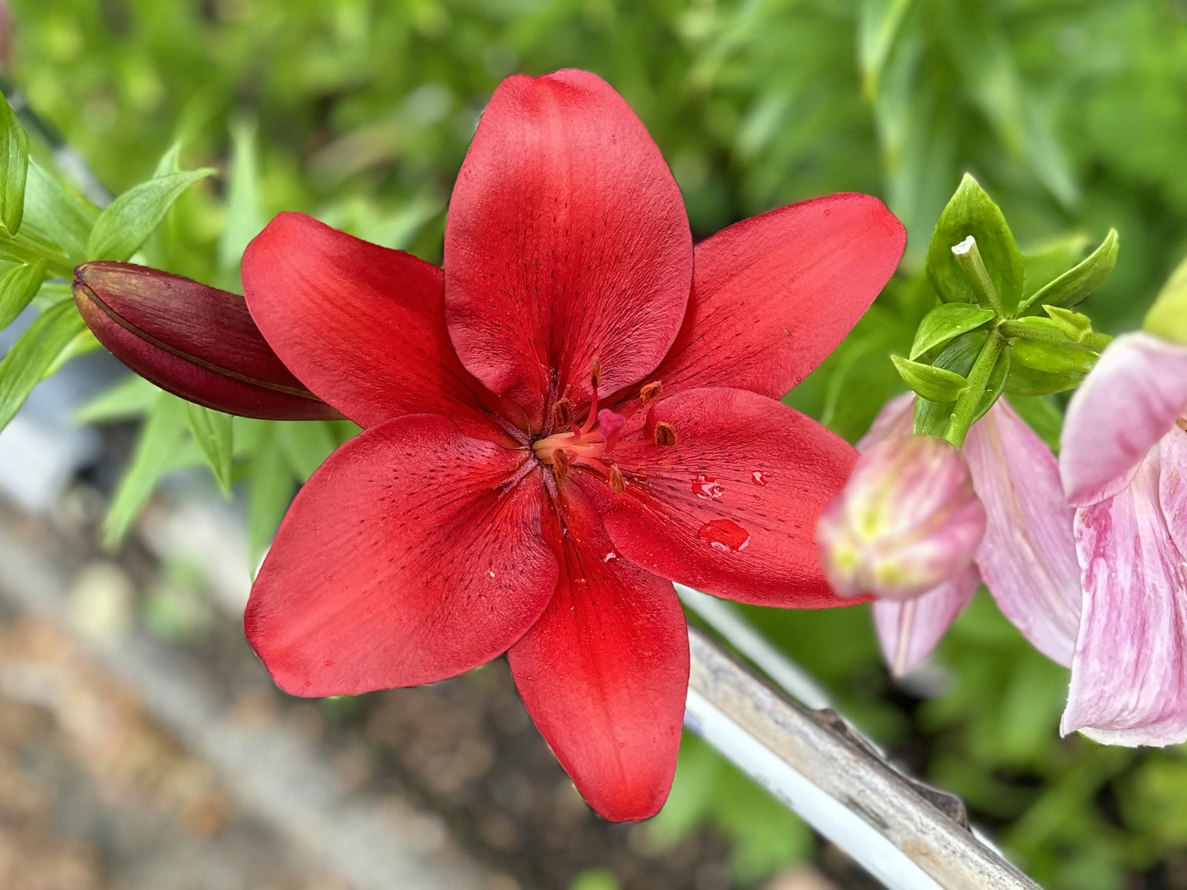 赤いユリの花が中心にあり、周囲には緑の葉が広がっている