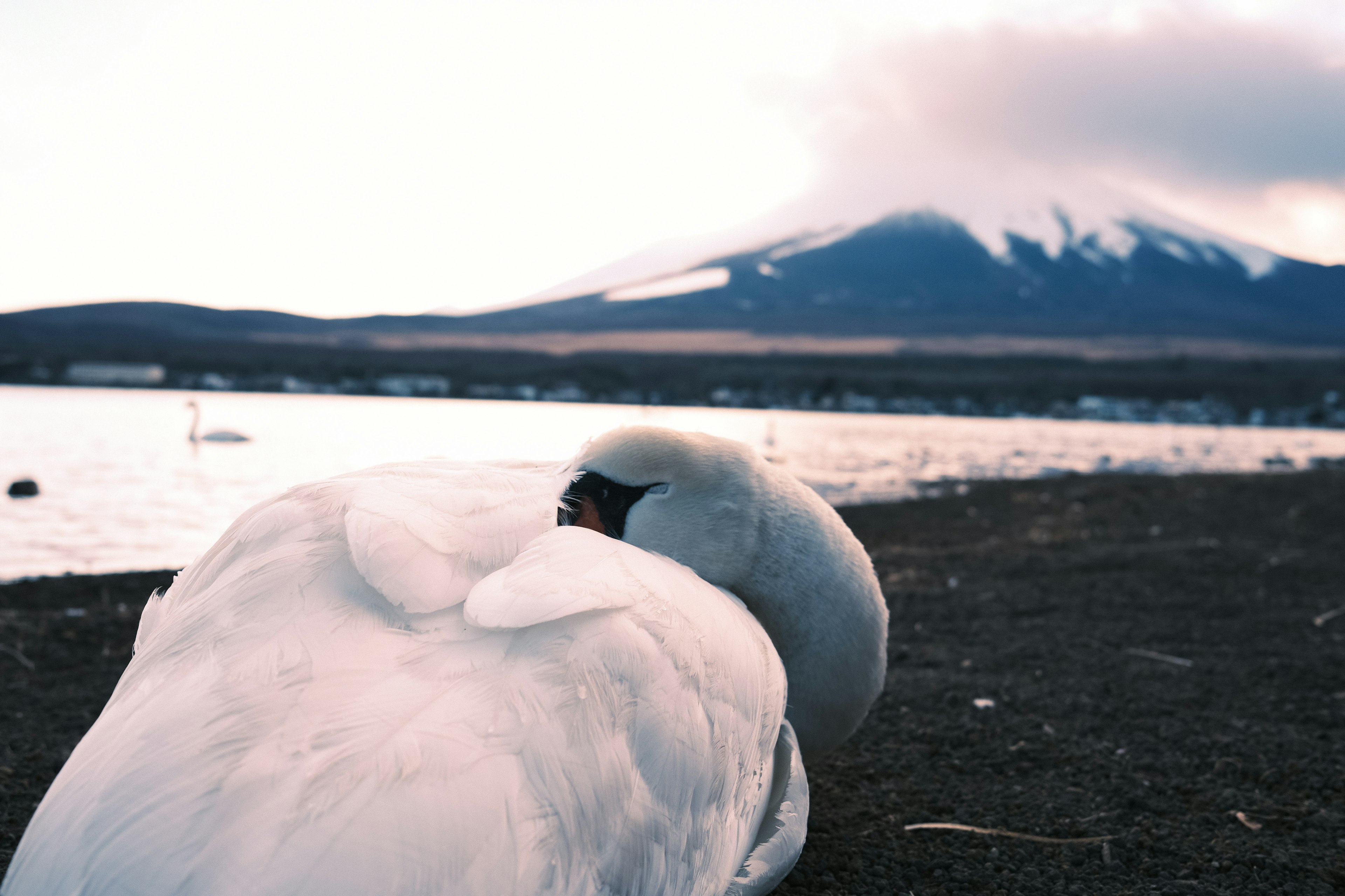 Ein schöner Schwan, der mit dem Fuji im Hintergrund ruht