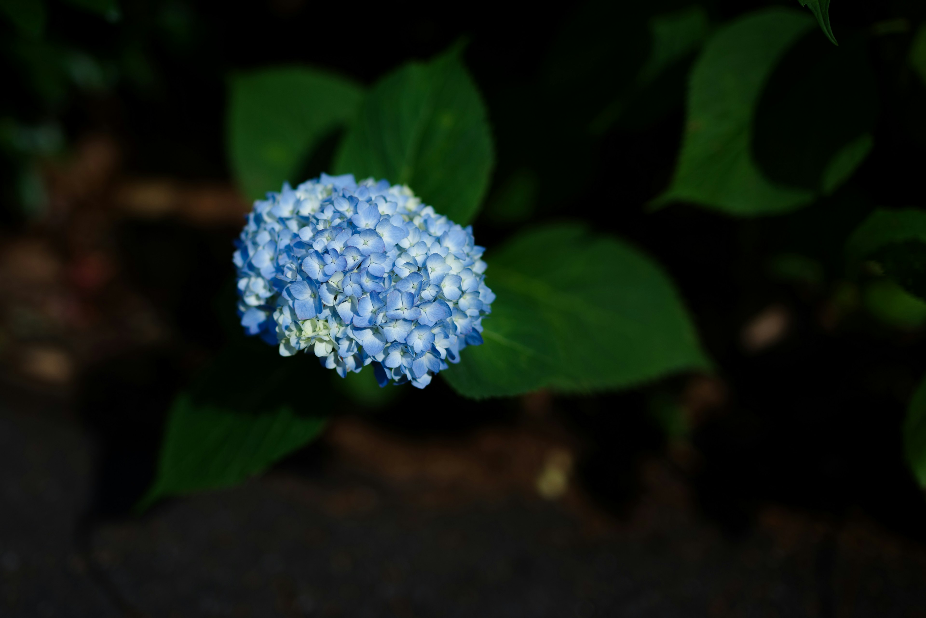 Gros plan d'une fleur bleue avec des feuilles vertes