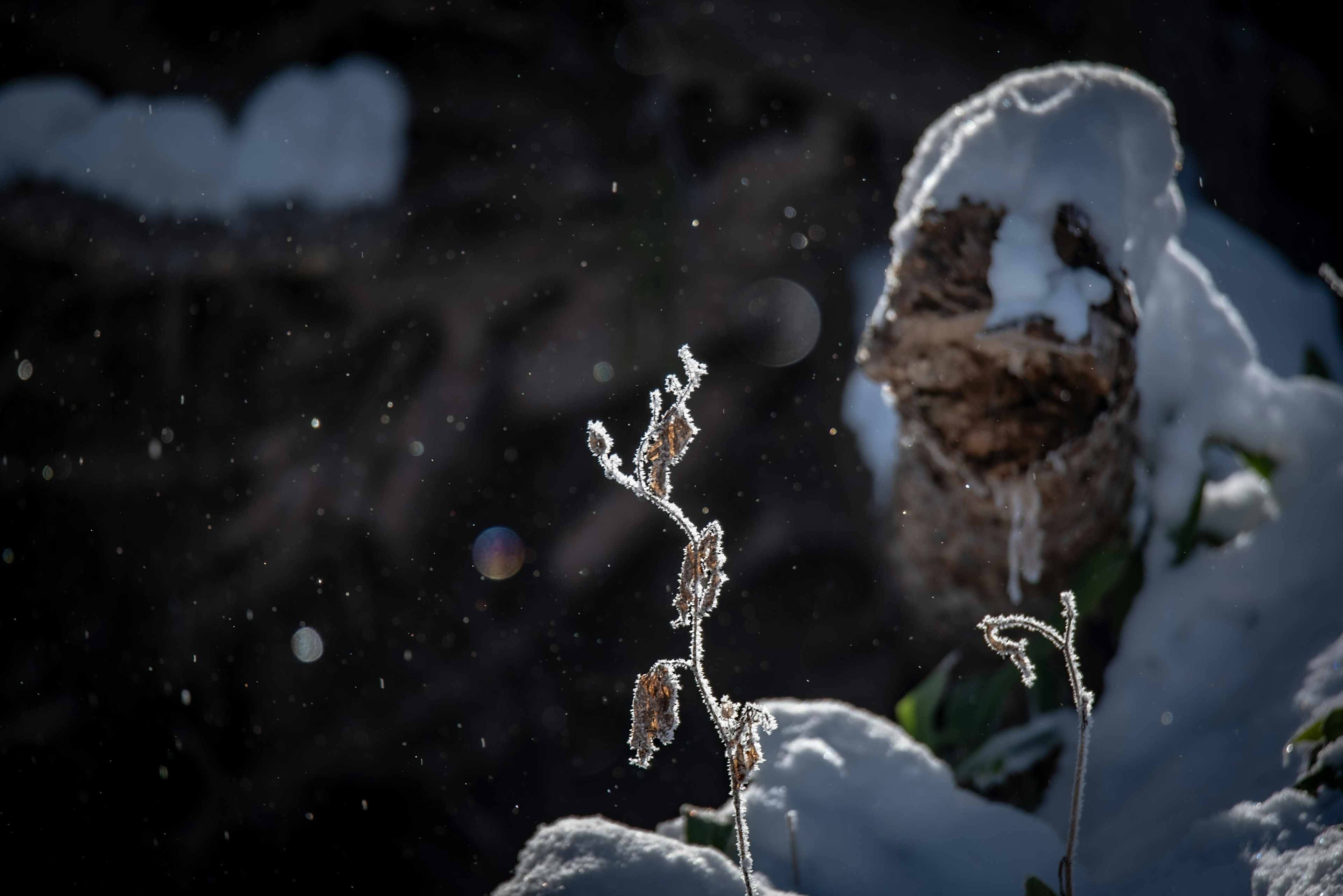 Winter scene with snow-covered plants and floating particles of light