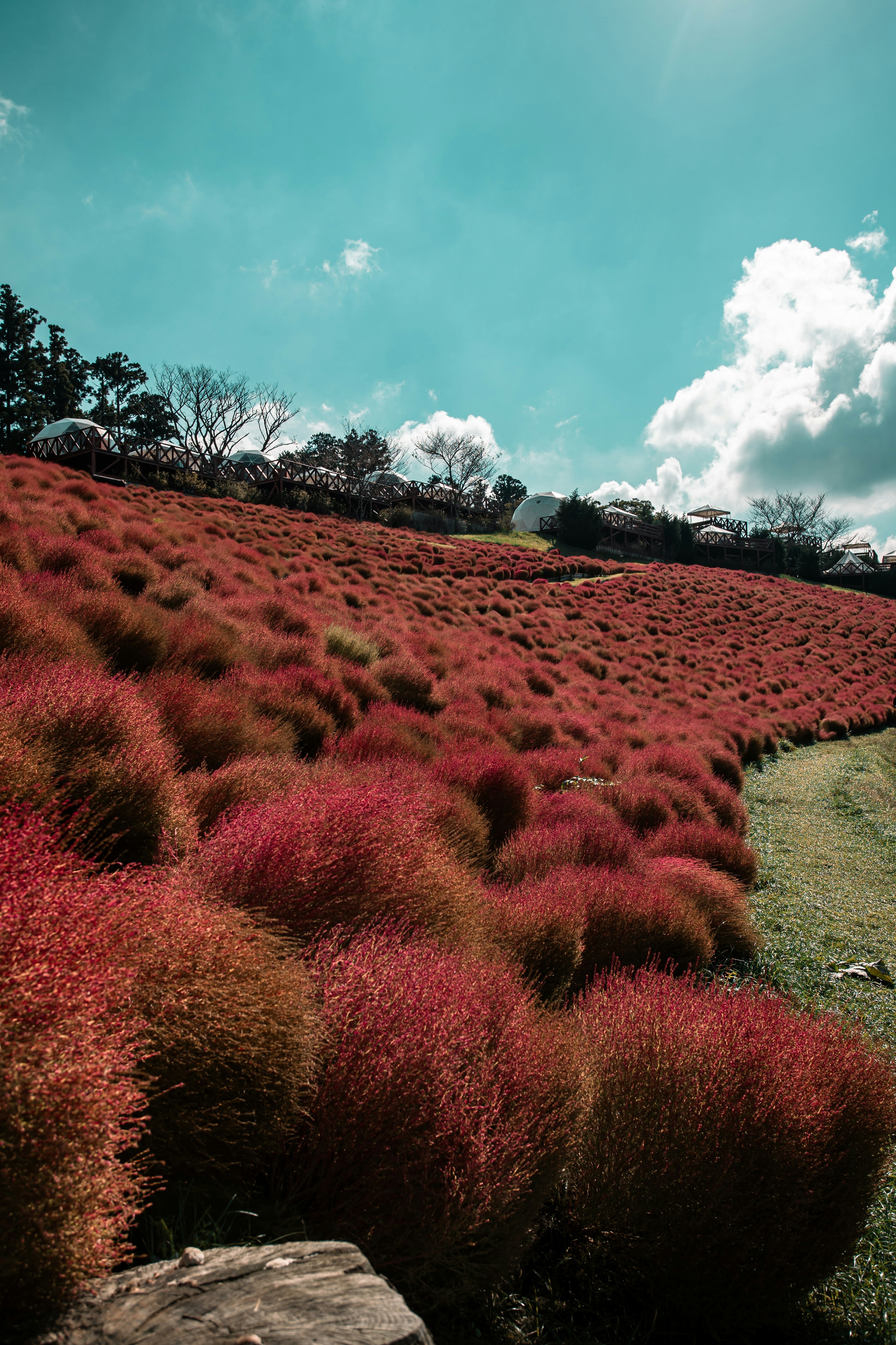 Paisaje vibrante de pasto rojo cubriendo una colina bajo un cielo azul