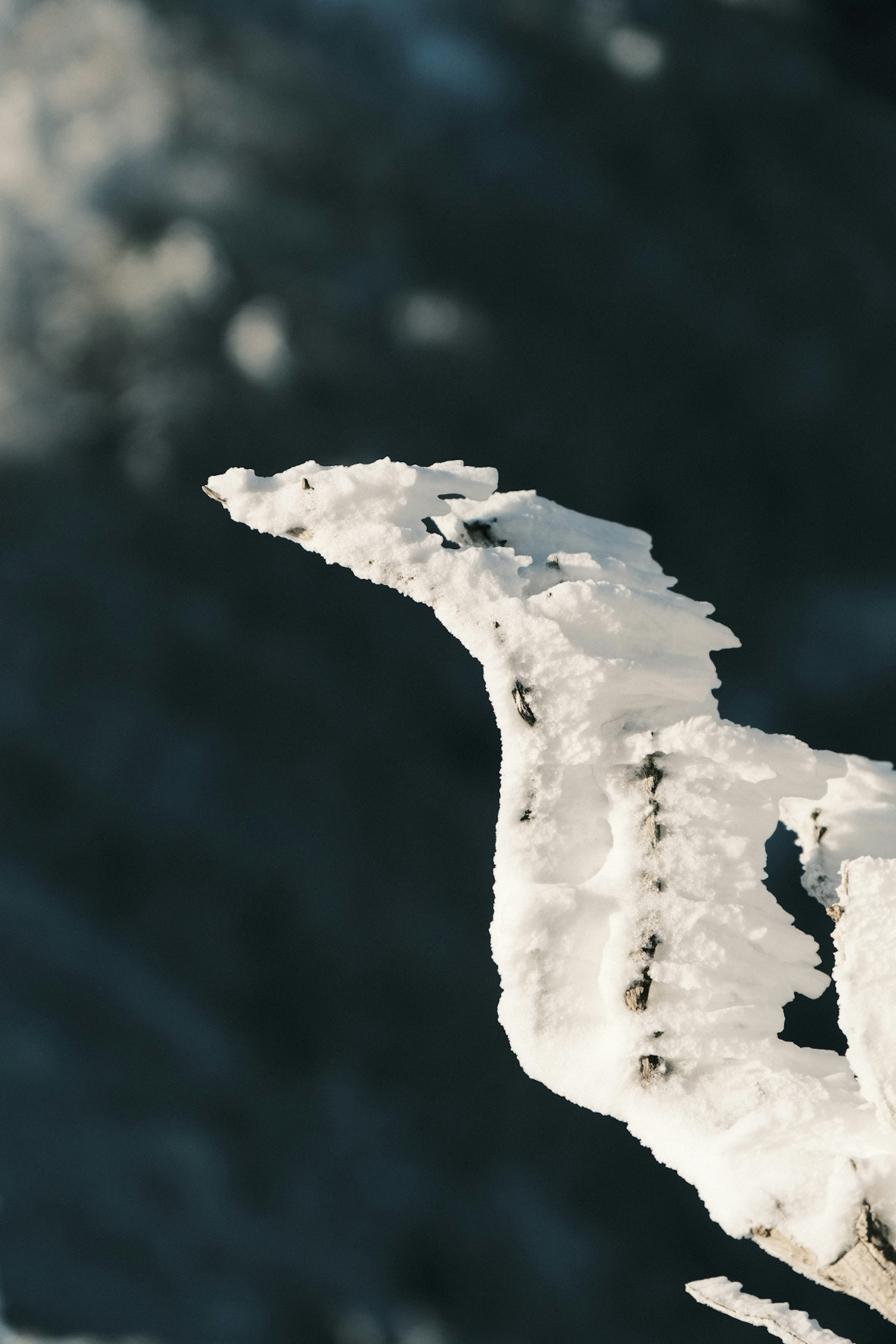 Bird-shaped snow formation on a branch tip