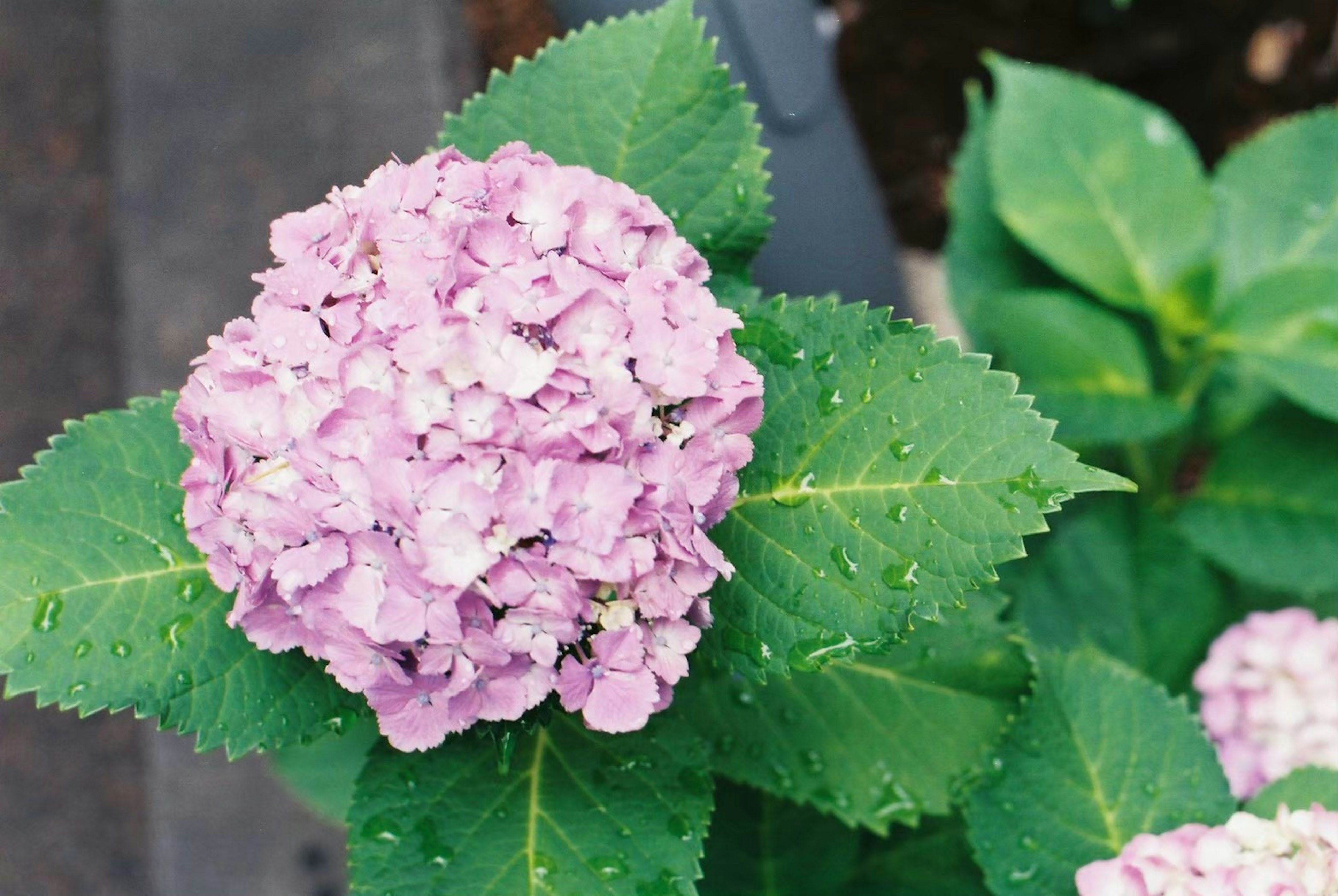 ピンクのアジサイの花と緑の葉のクローズアップ