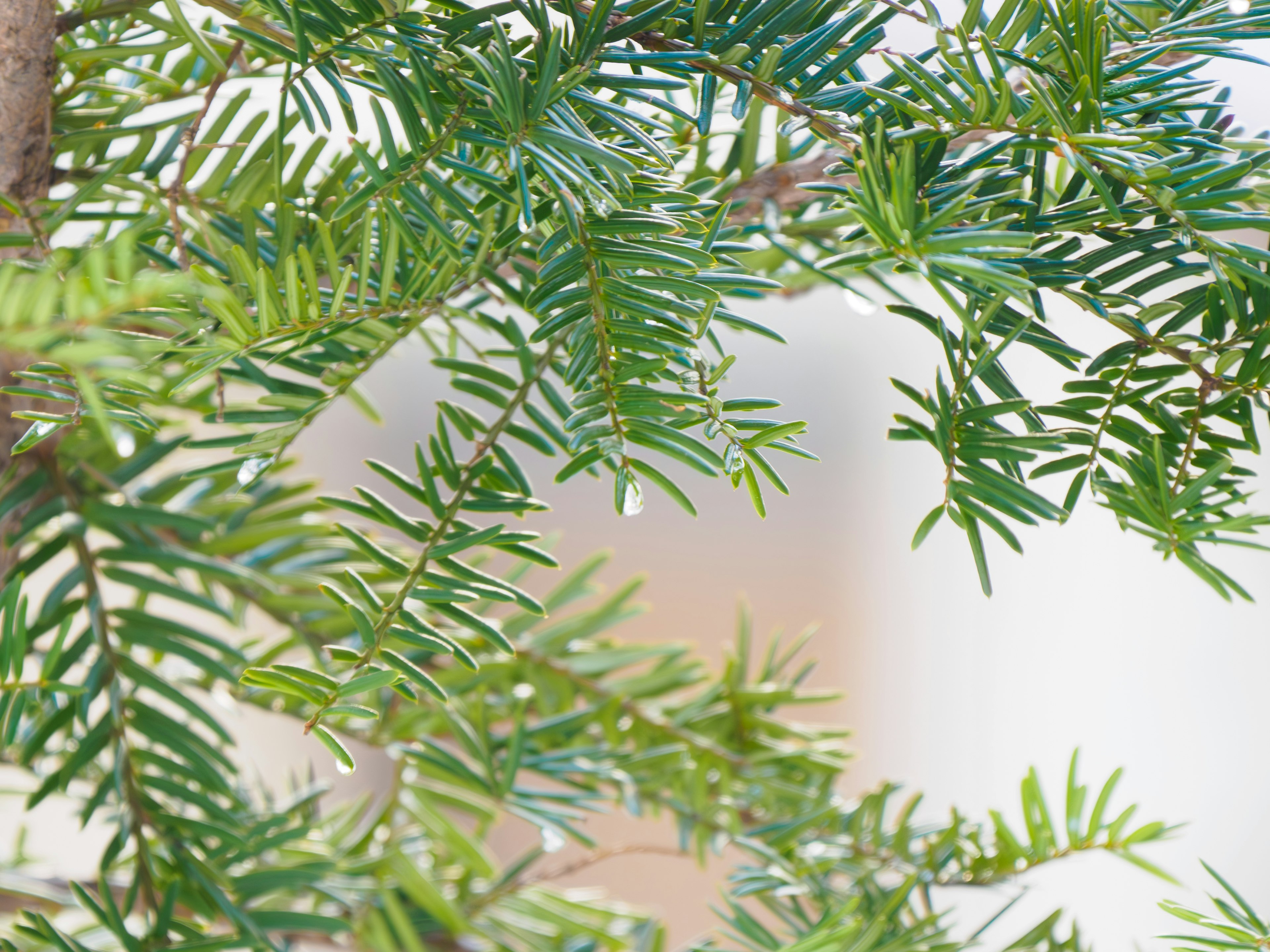 Close-up of lush green tree branches