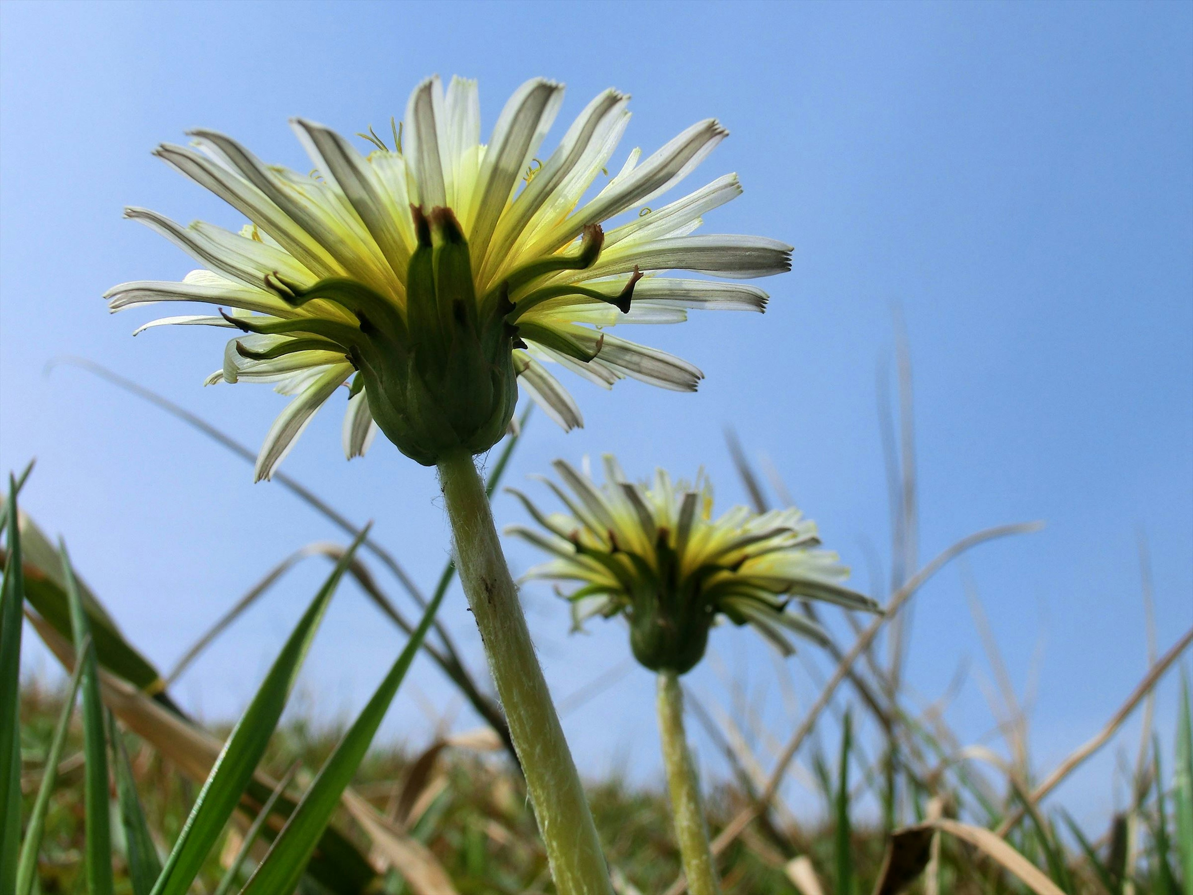 Acercamiento de flores amarillas floreciendo bajo un cielo azul