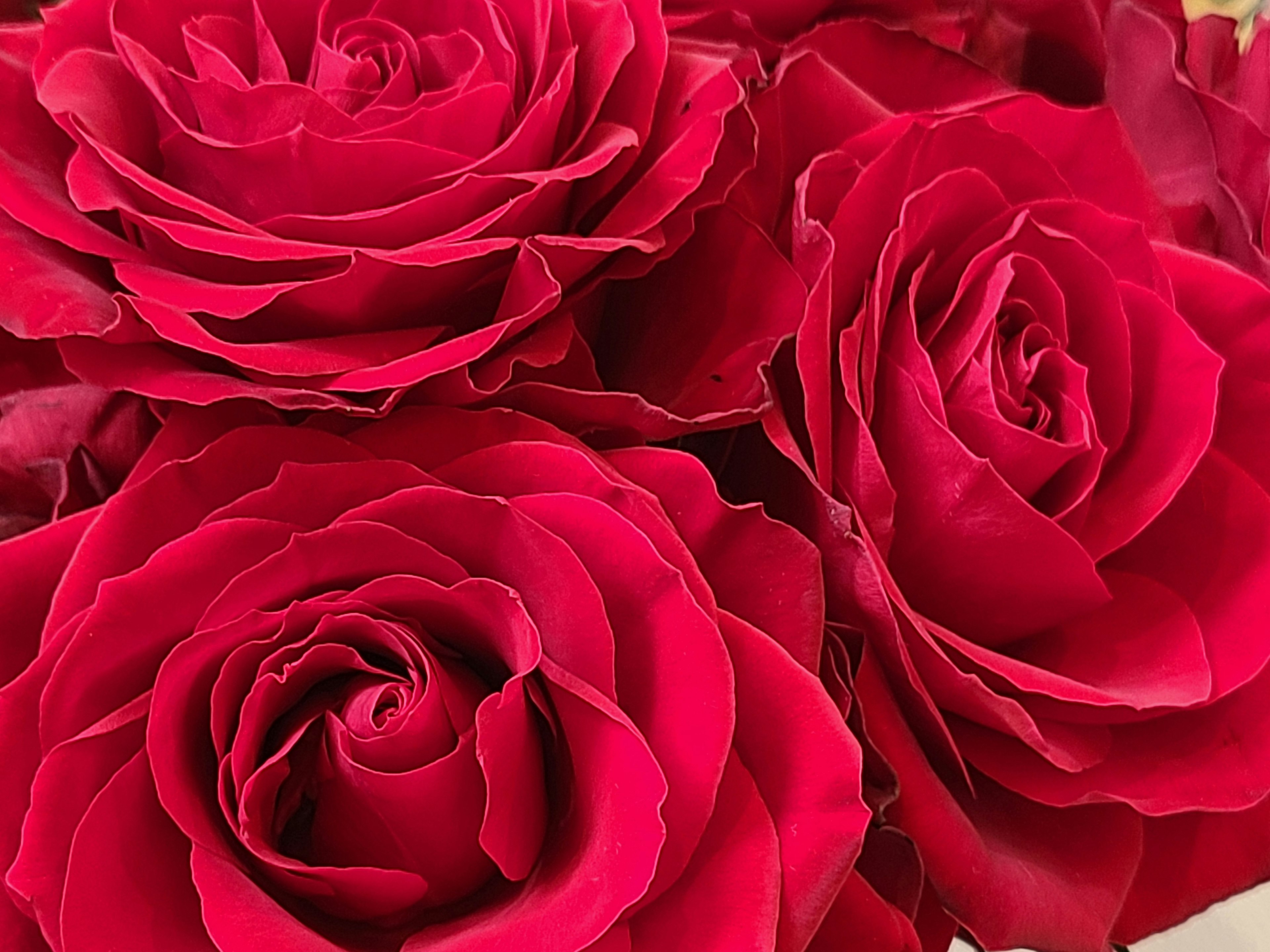 Primo piano di rose rosse profonde in piena fioritura