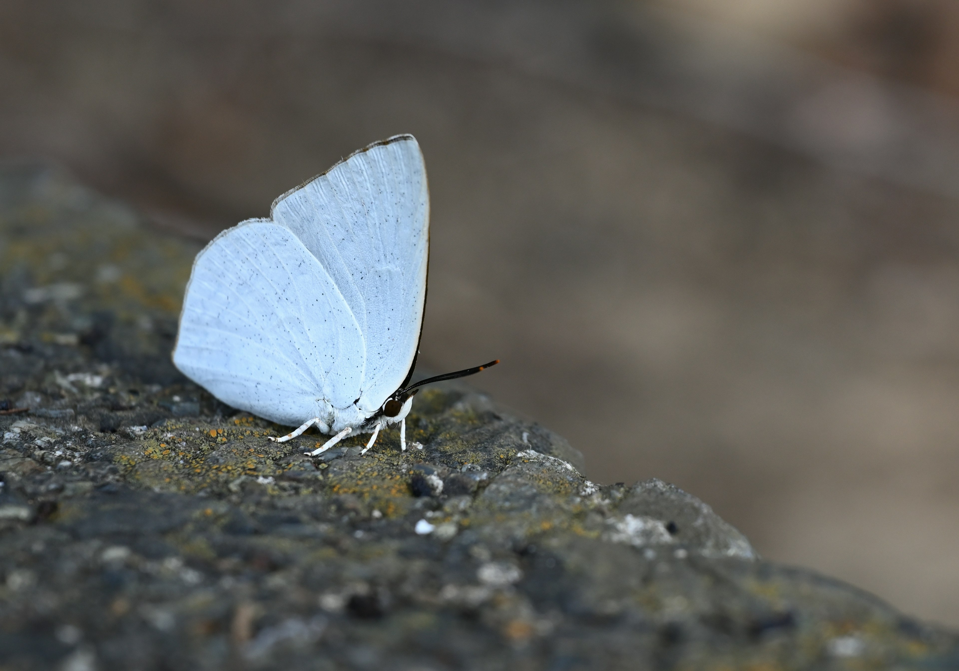 A blue butterfly perched on a rock