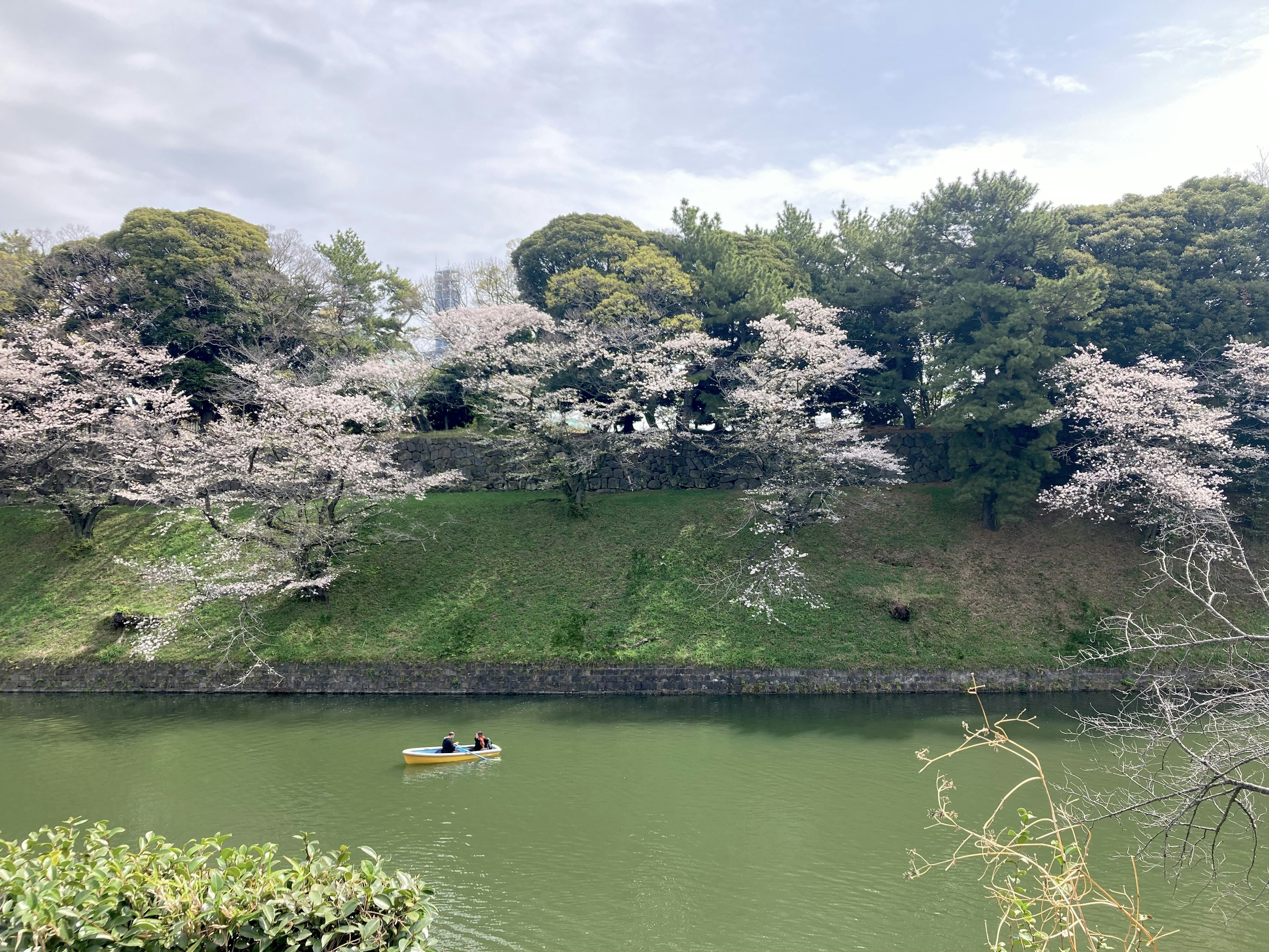 Orang-orang di perahu di sungai yang dikelilingi oleh pohon sakura