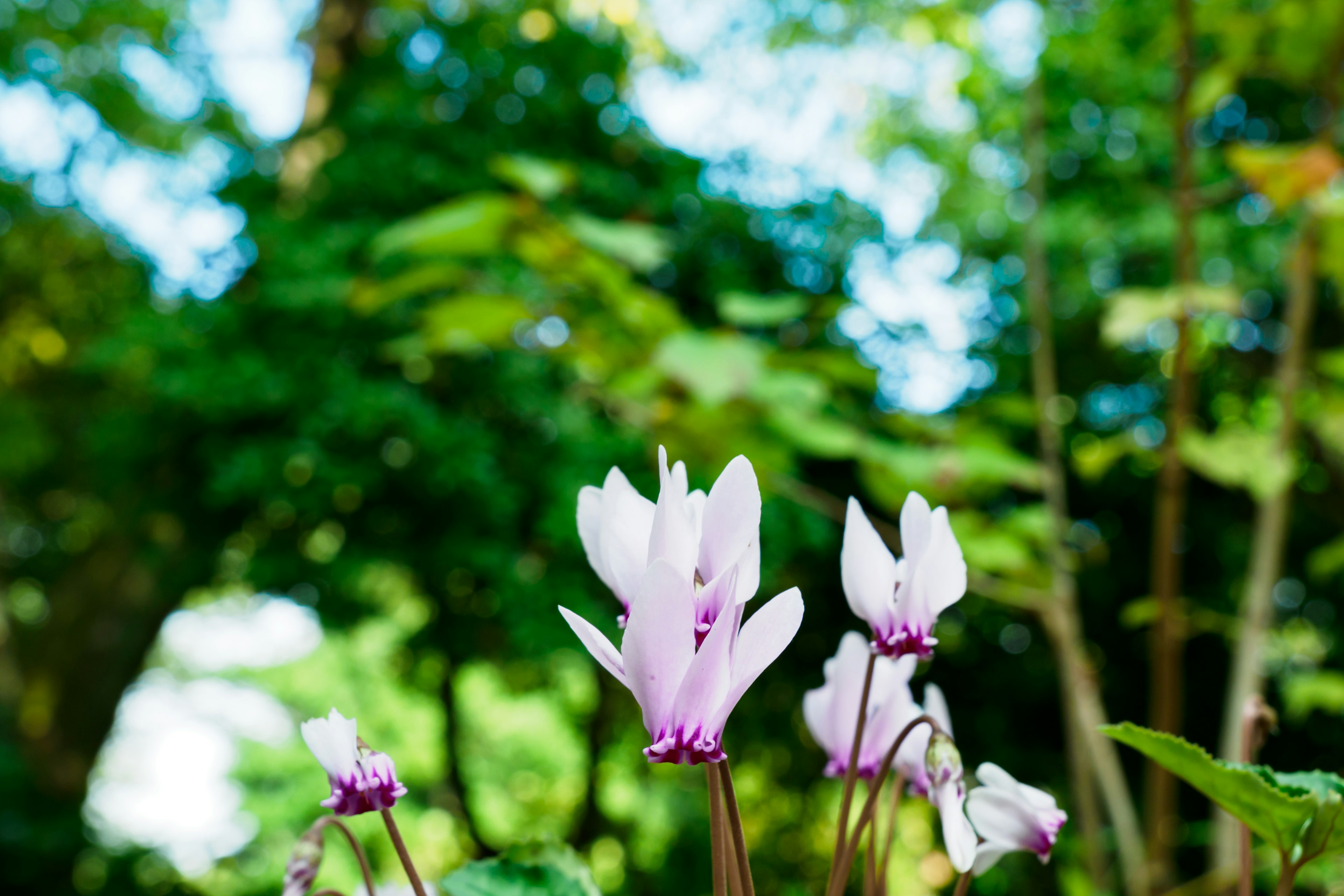 緑の背景に咲く淡いピンクのシクラメンの花