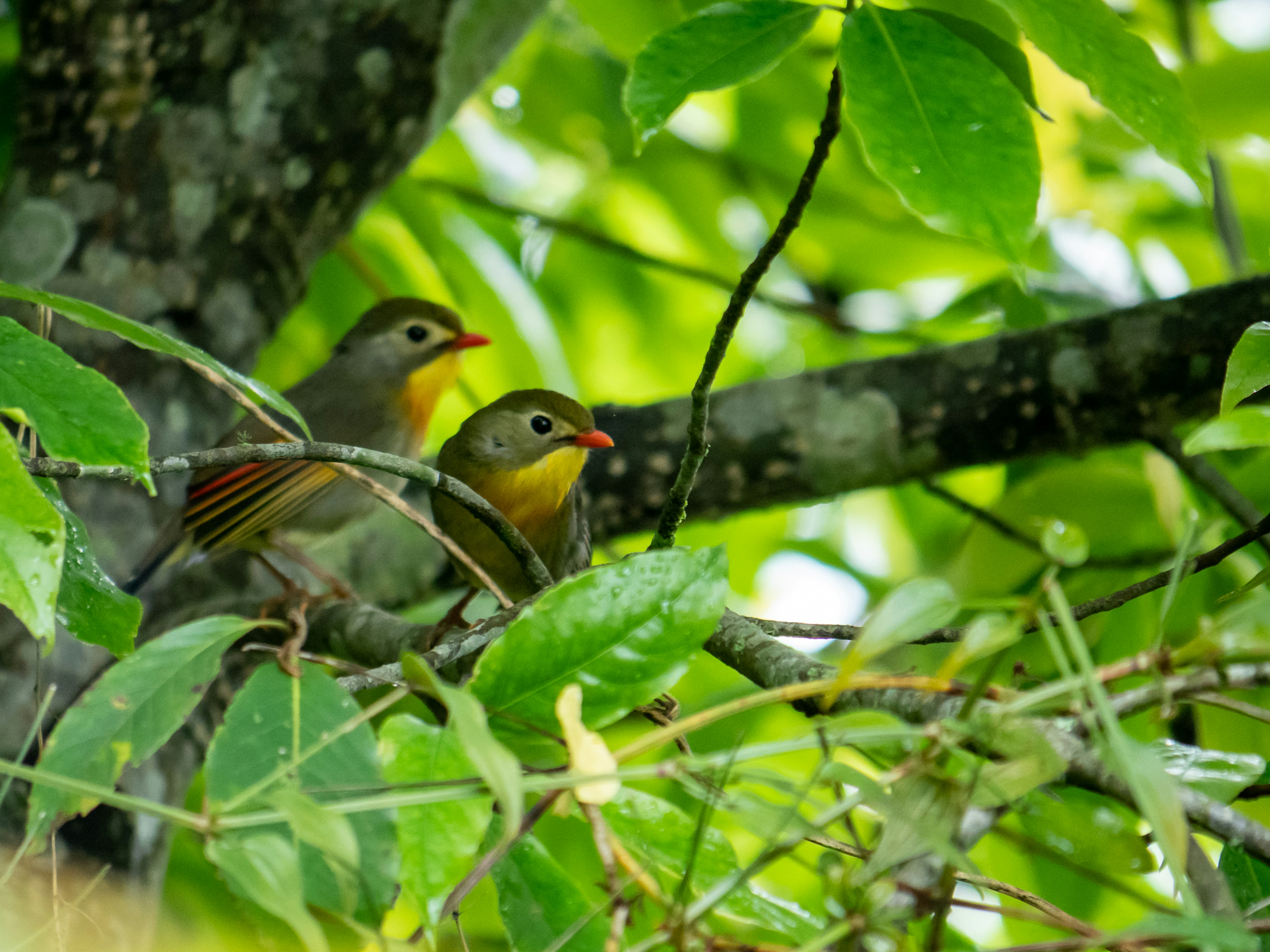 Two small birds perched on a branch surrounded by green leaves