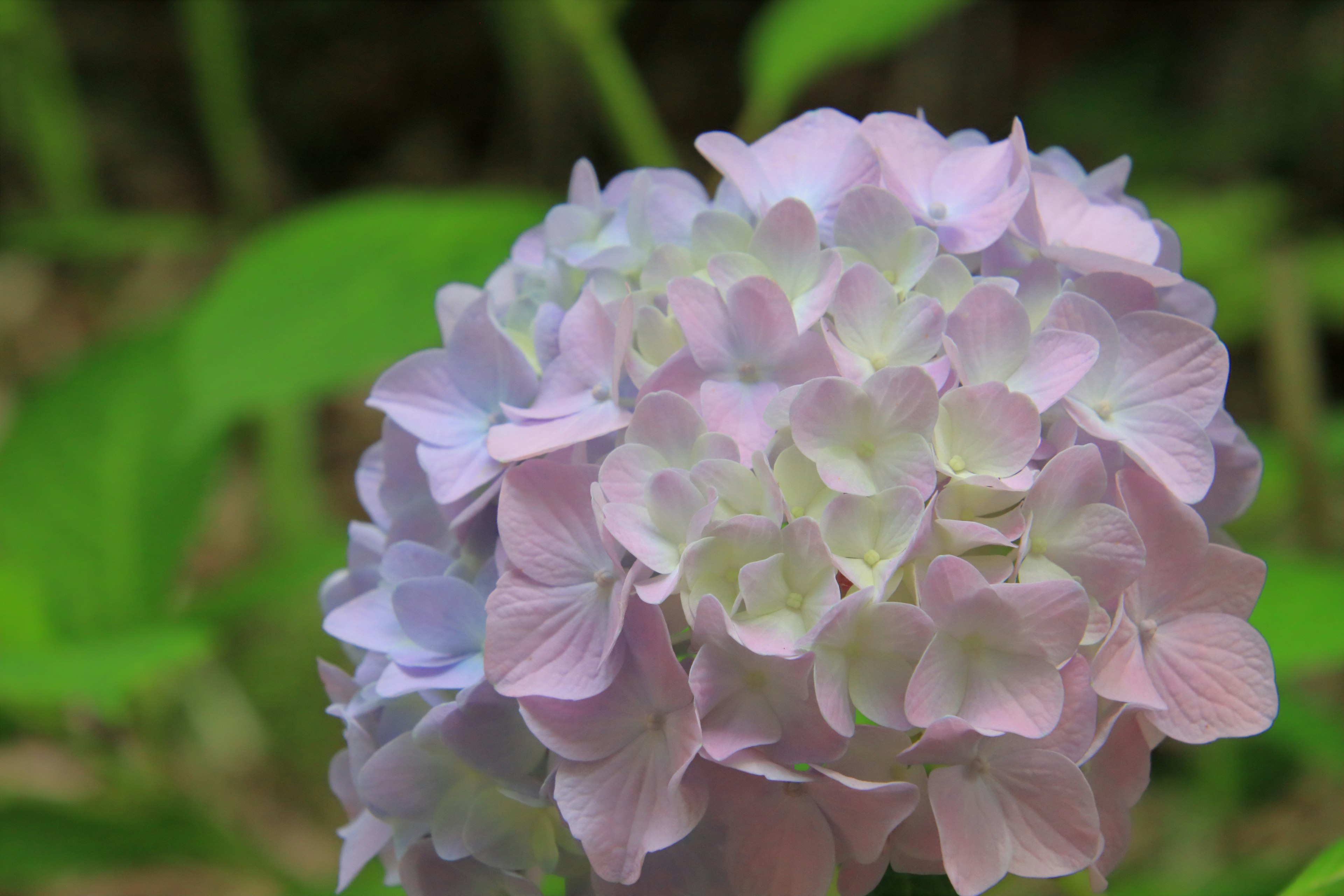 Close-up of a hydrangea flower in soft pink and green hues