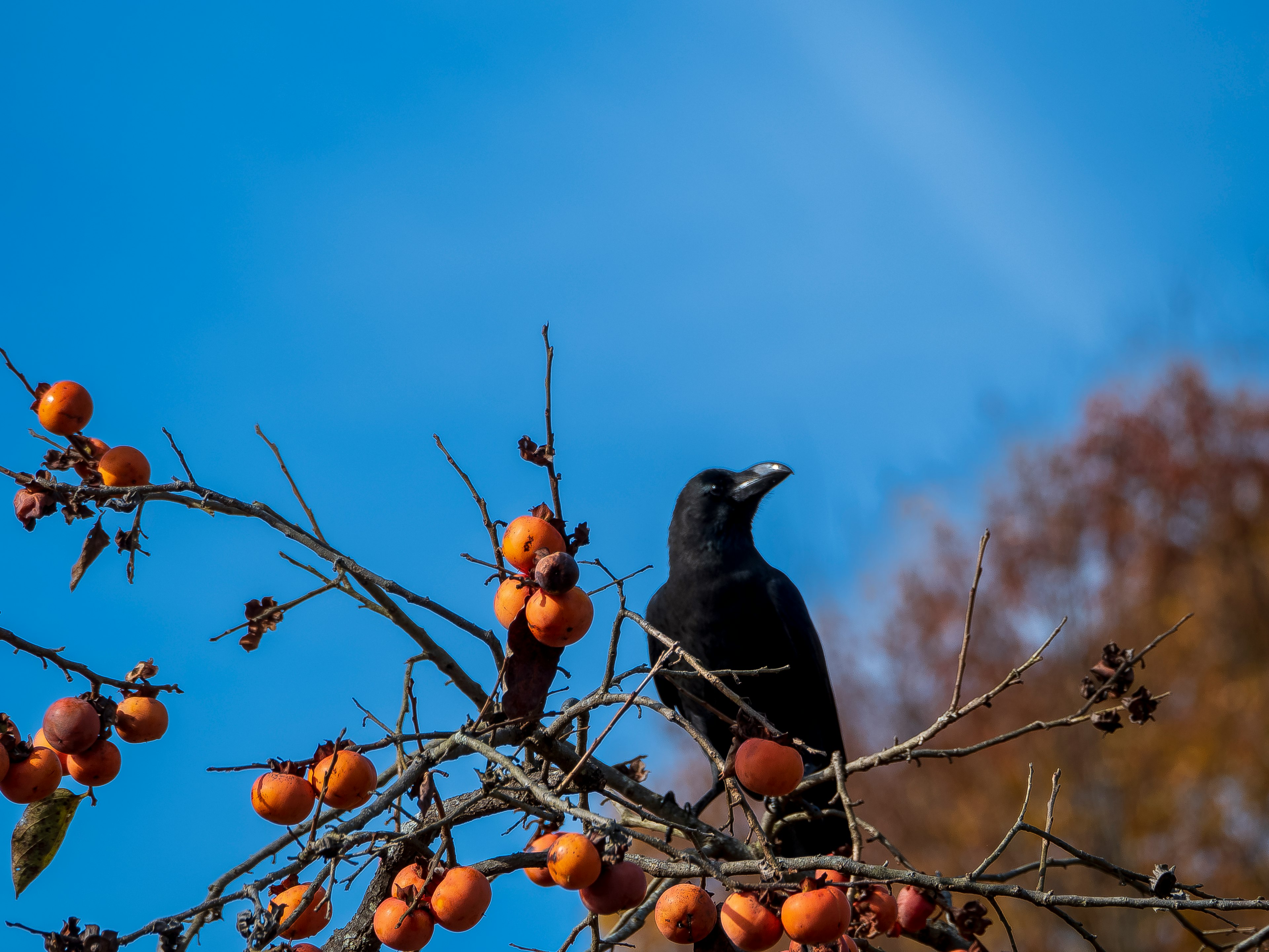 黒いカラスがオレンジ色の果物の木に止まっている風景