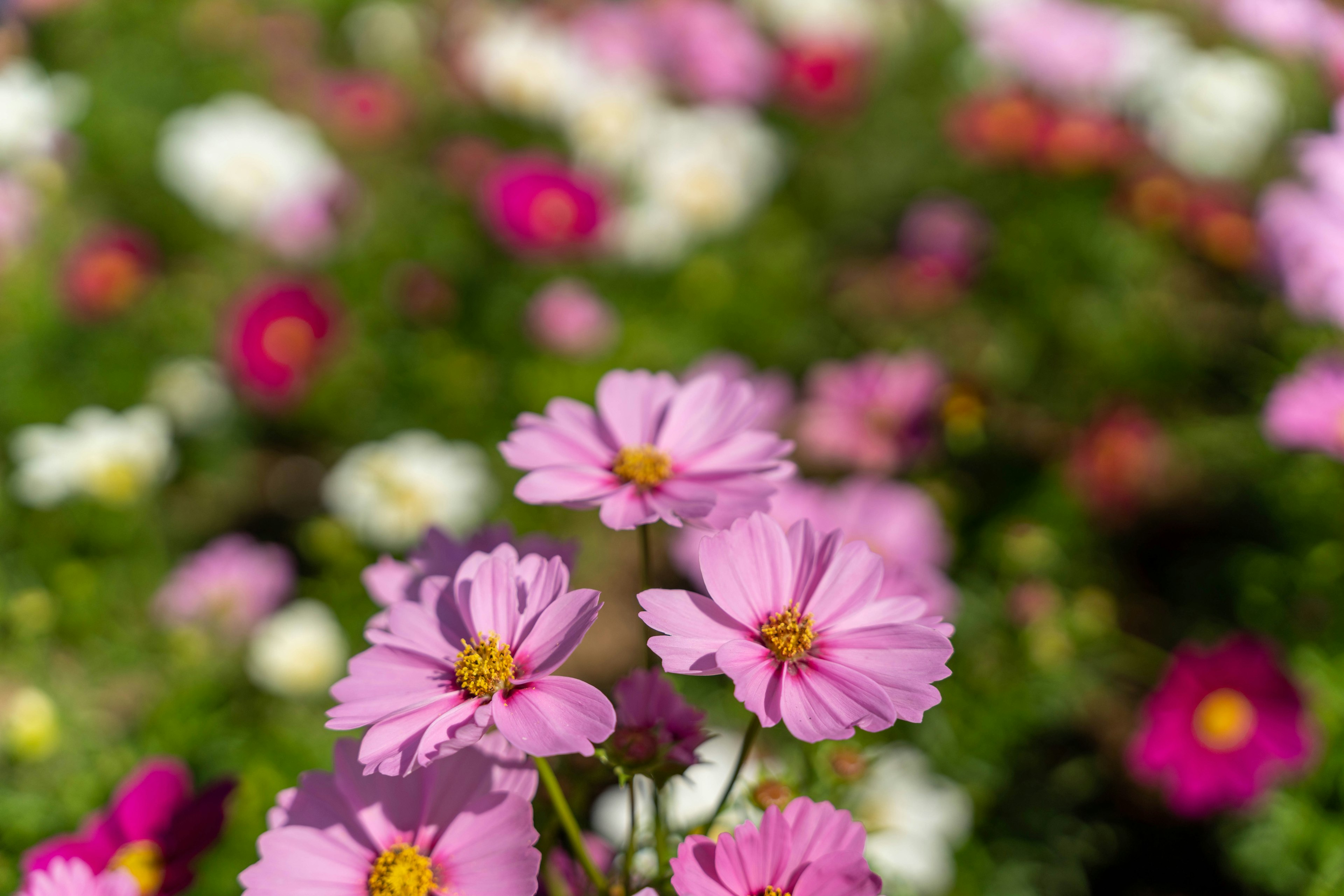 Primo piano di un giardino con fiori colorati Cosmos rosa in primo piano con fiori bianchi e foglie verdi sullo sfondo