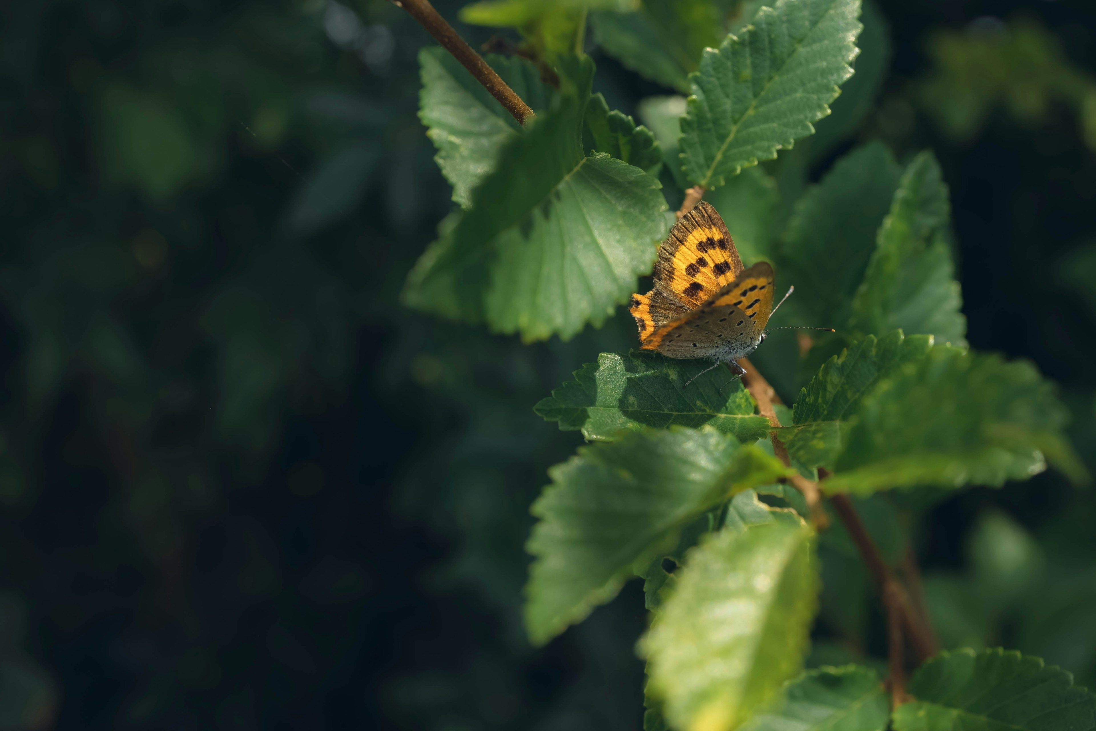 Gelber Schmetterling ruhend zwischen grünen Blättern