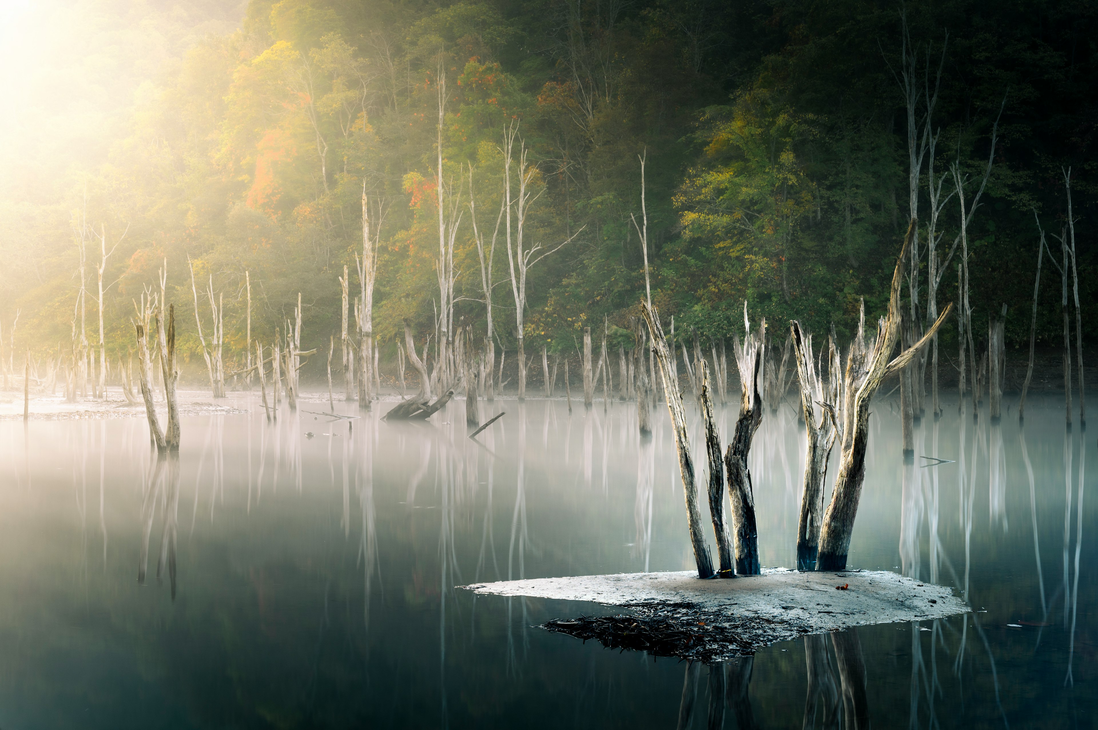 Ein ruhiger See mit Nebel, der tote Bäume und buntes Laub zeigt