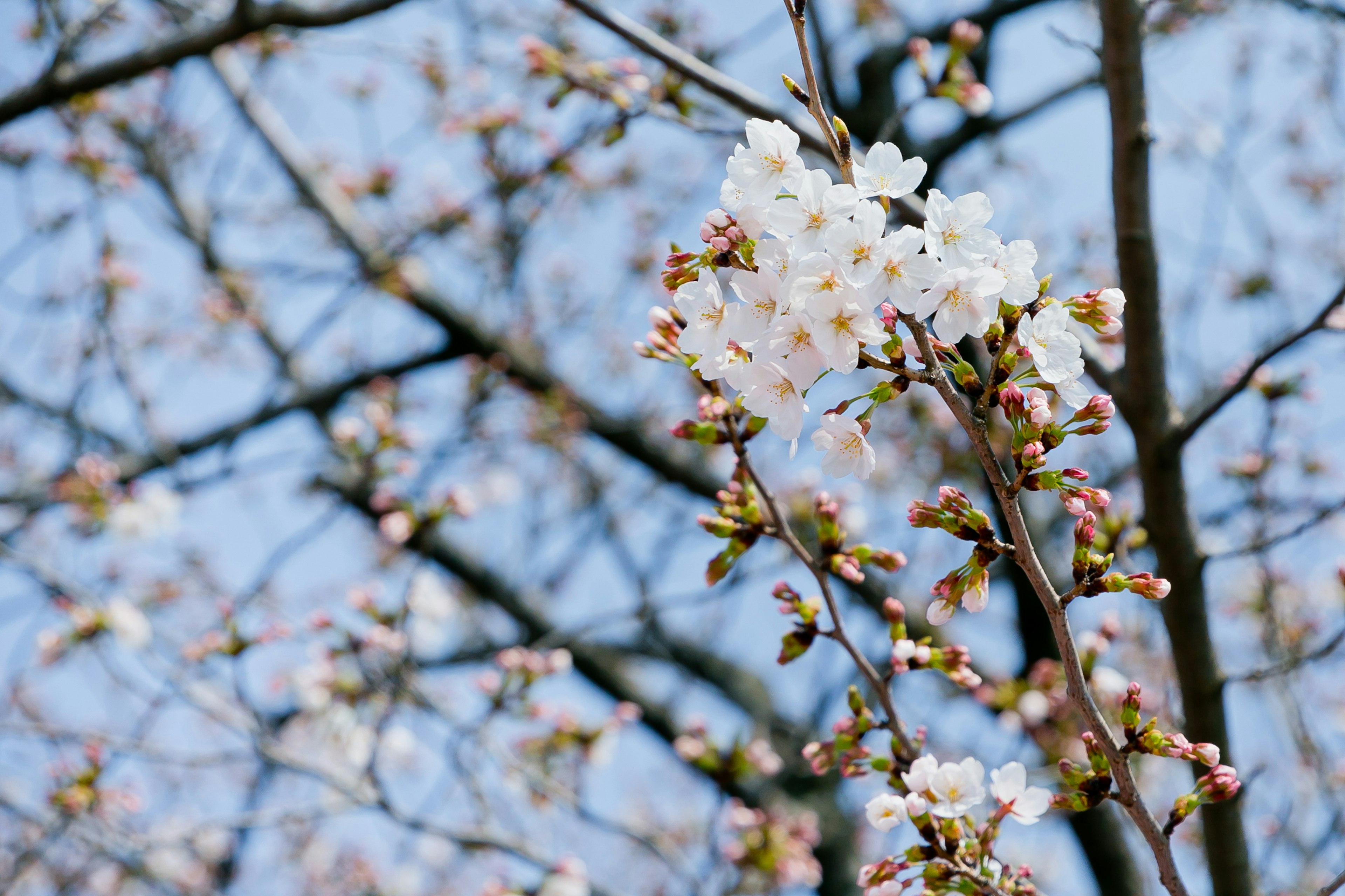 Cherry blossom flowers blooming on branches against a blue sky