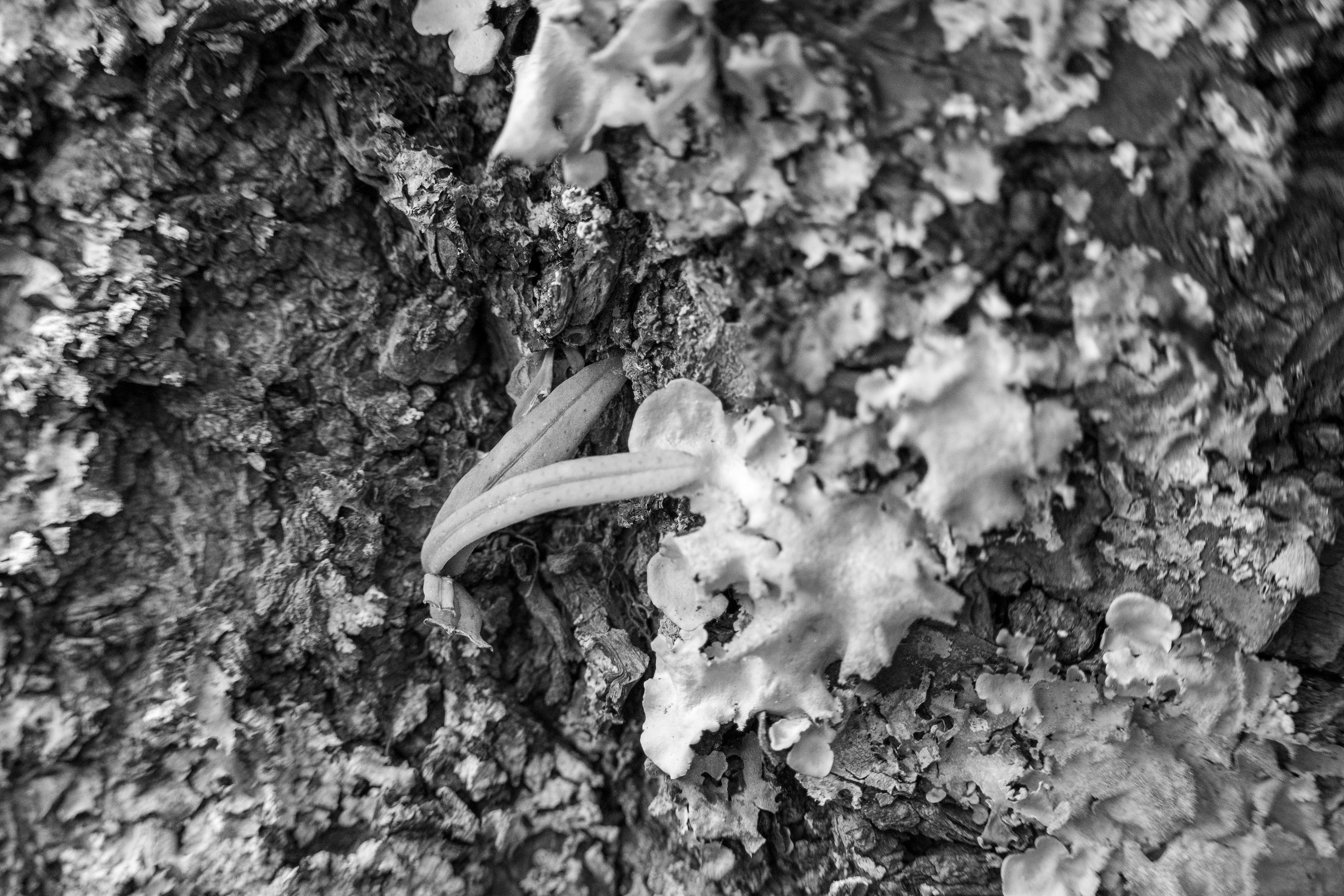 Black and white image of moss and a lizard on tree bark