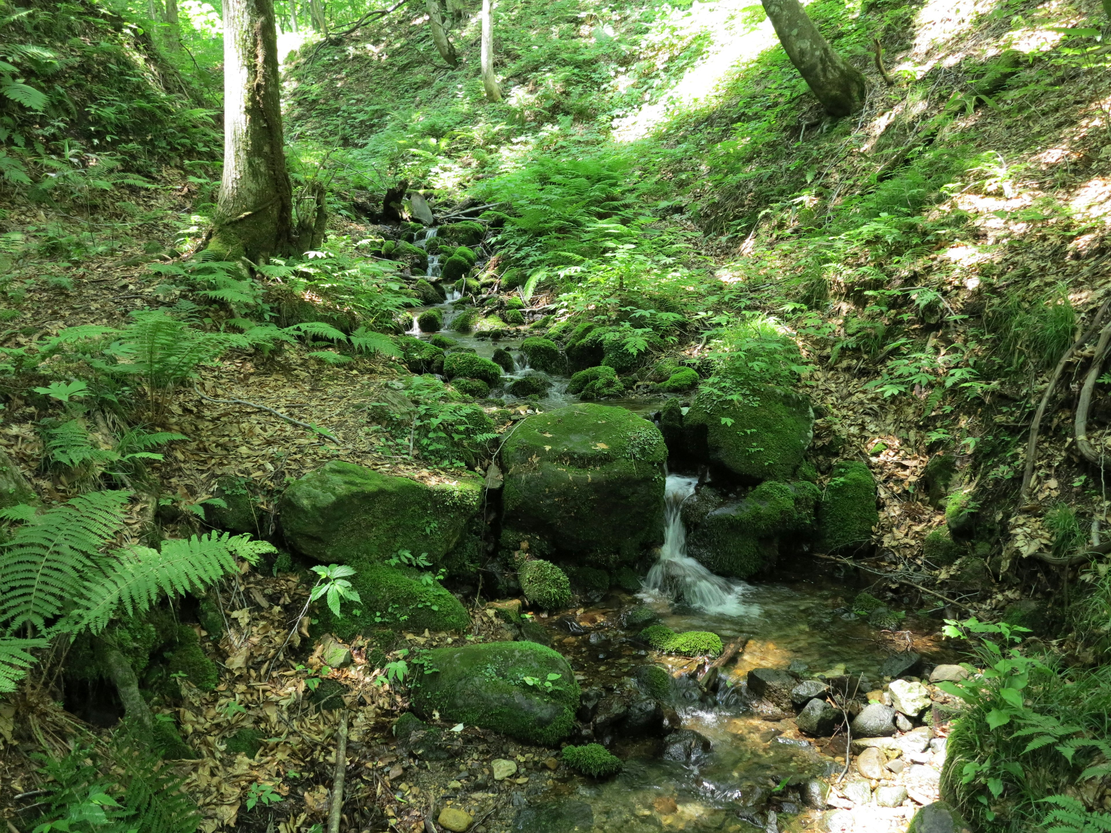 A small stream flowing through a lush green forest with moss-covered rocks