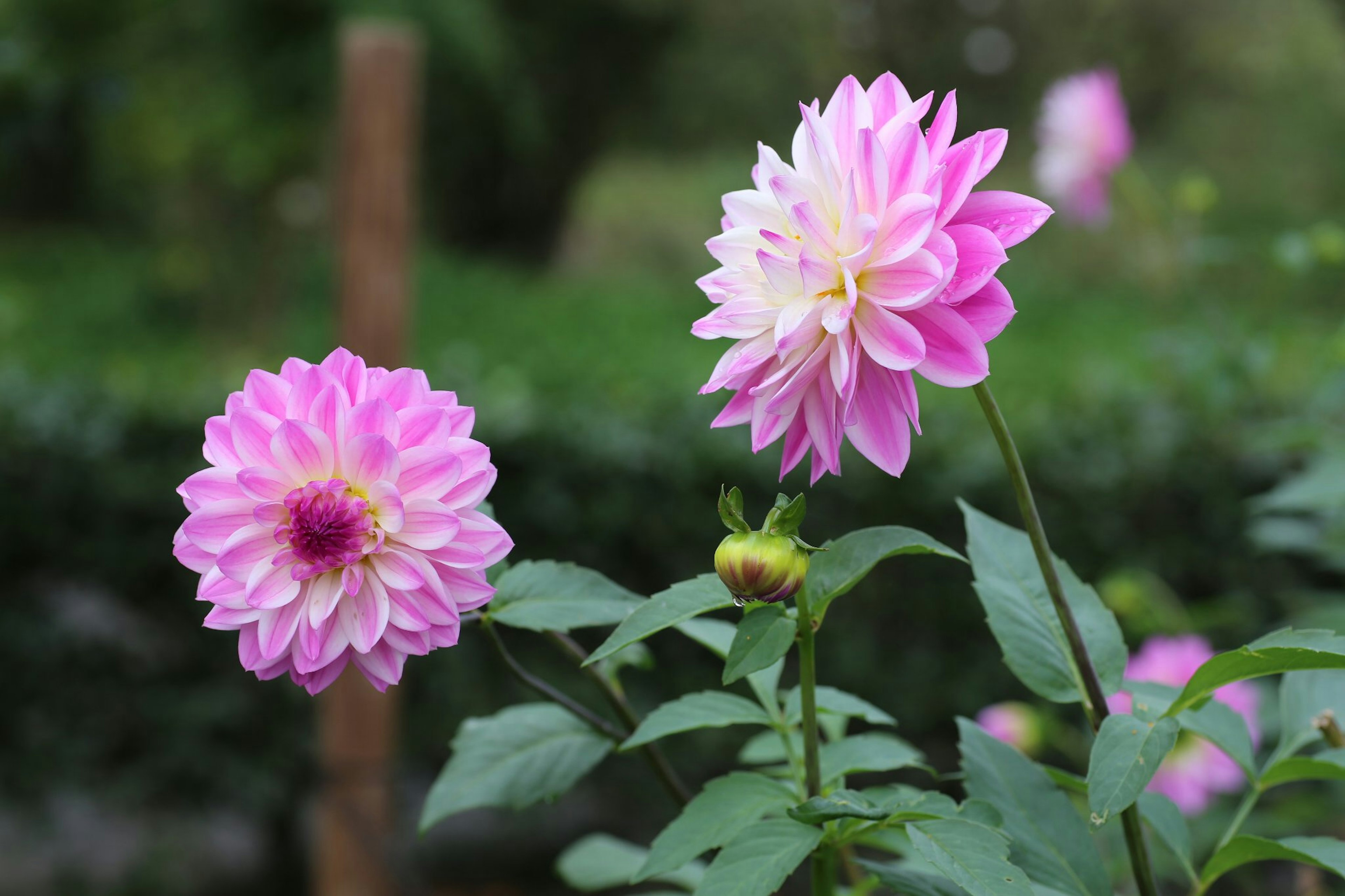 Dos flores de dalia rosas floreciendo contra un fondo verde