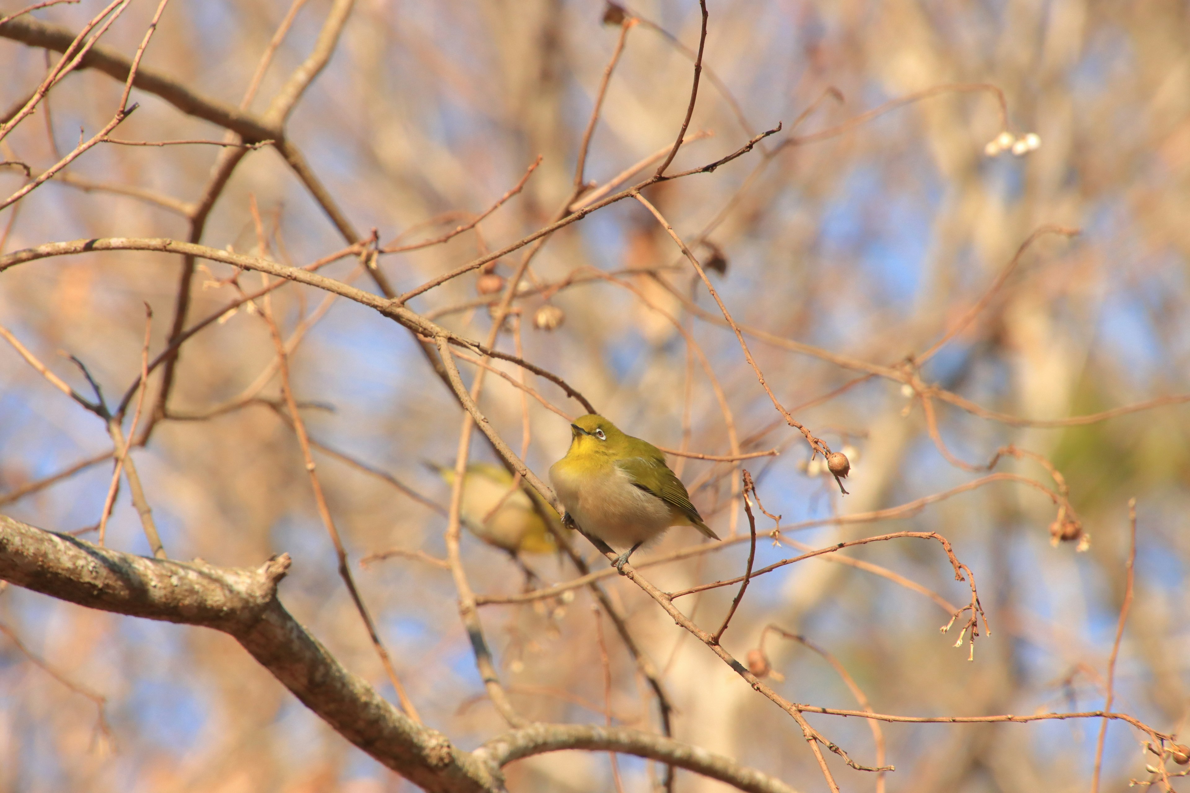 Imagen de un pequeño pájaro posado en una rama de árbol