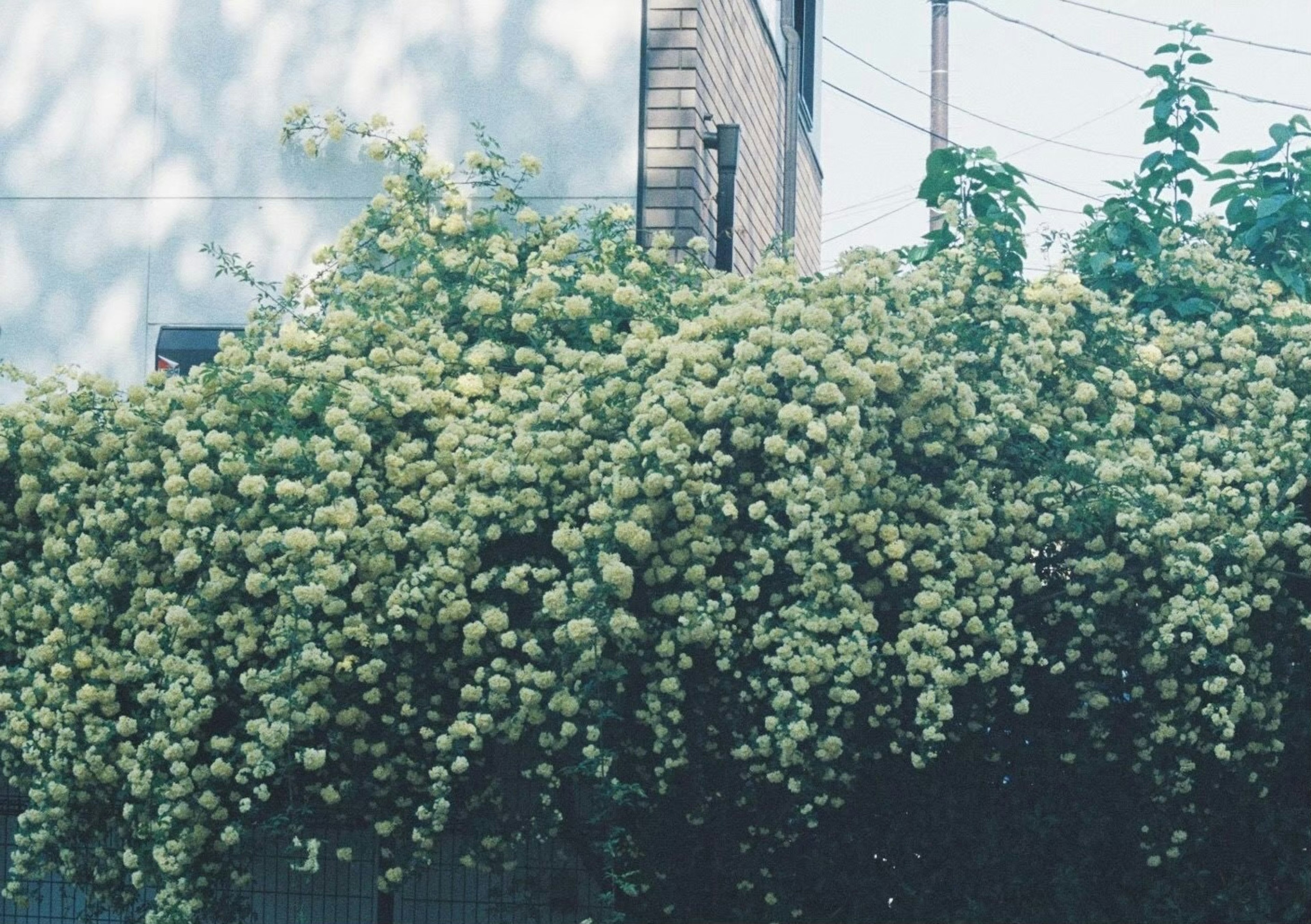 緑色の花が咲くつる植物が壁に沿って広がっている