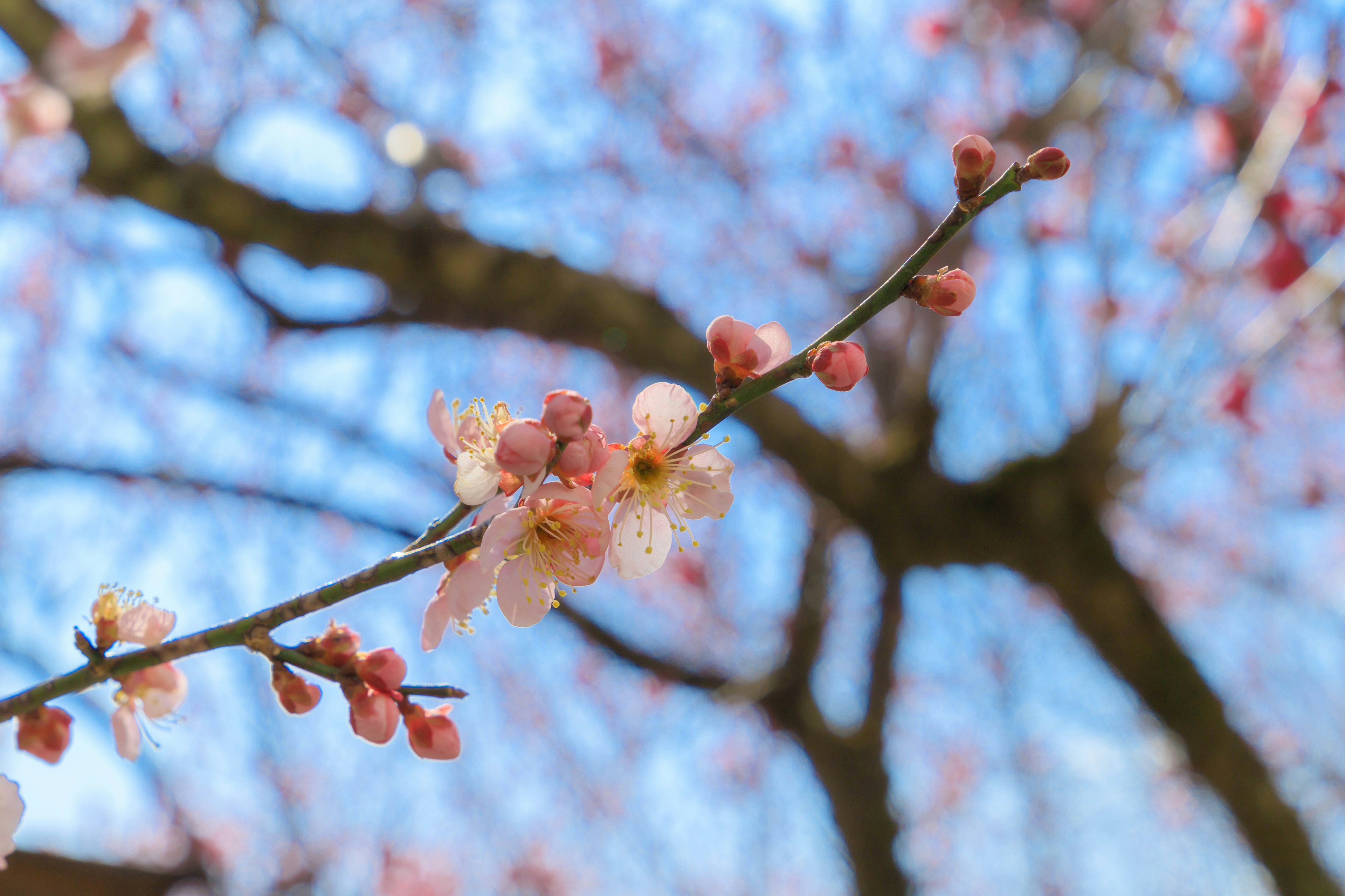 Zweig mit rosa Blüten, die unter einem blauen Himmel blühen