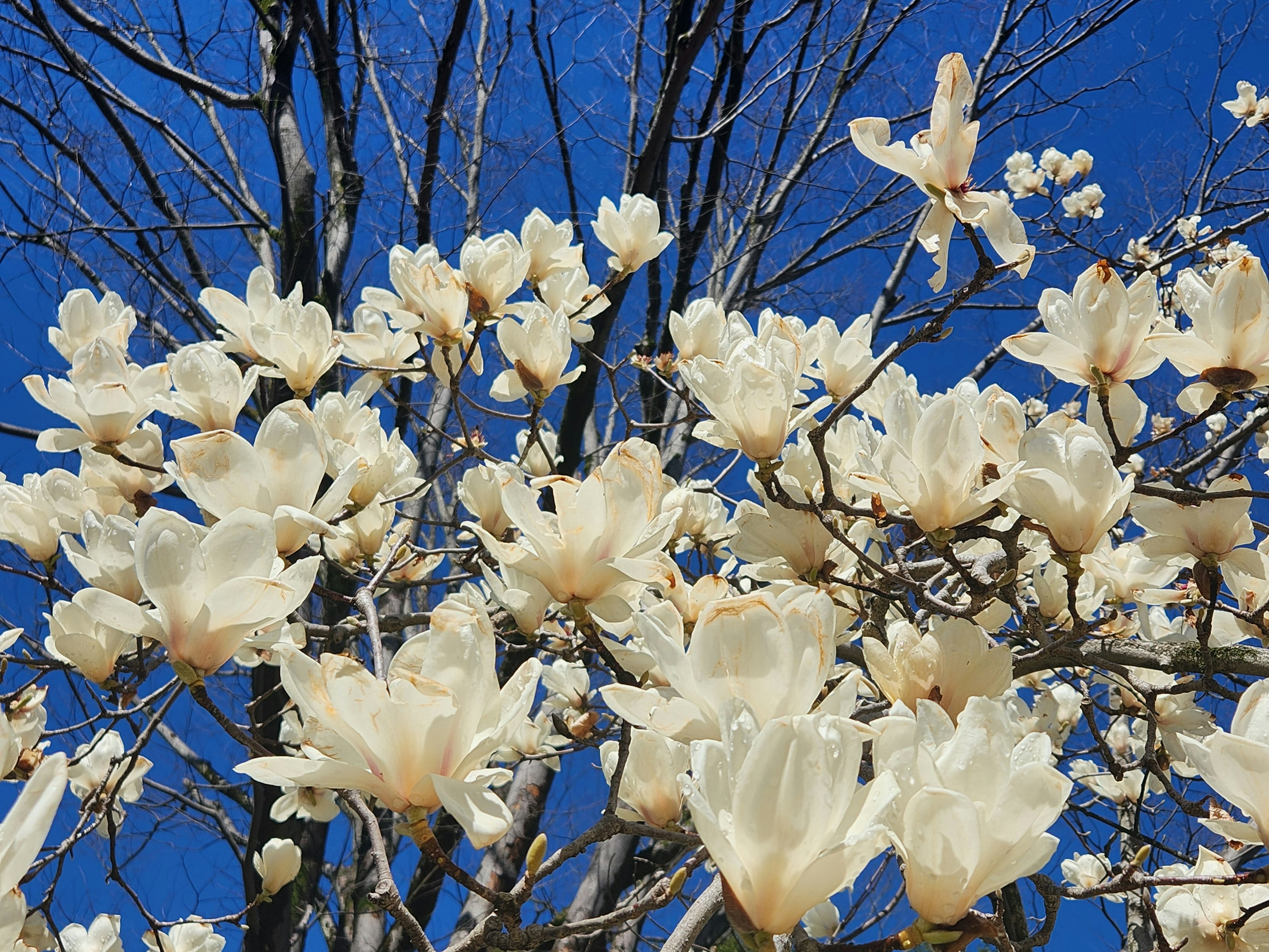 Pohon magnolia berbunga putih penuh di bawah langit biru