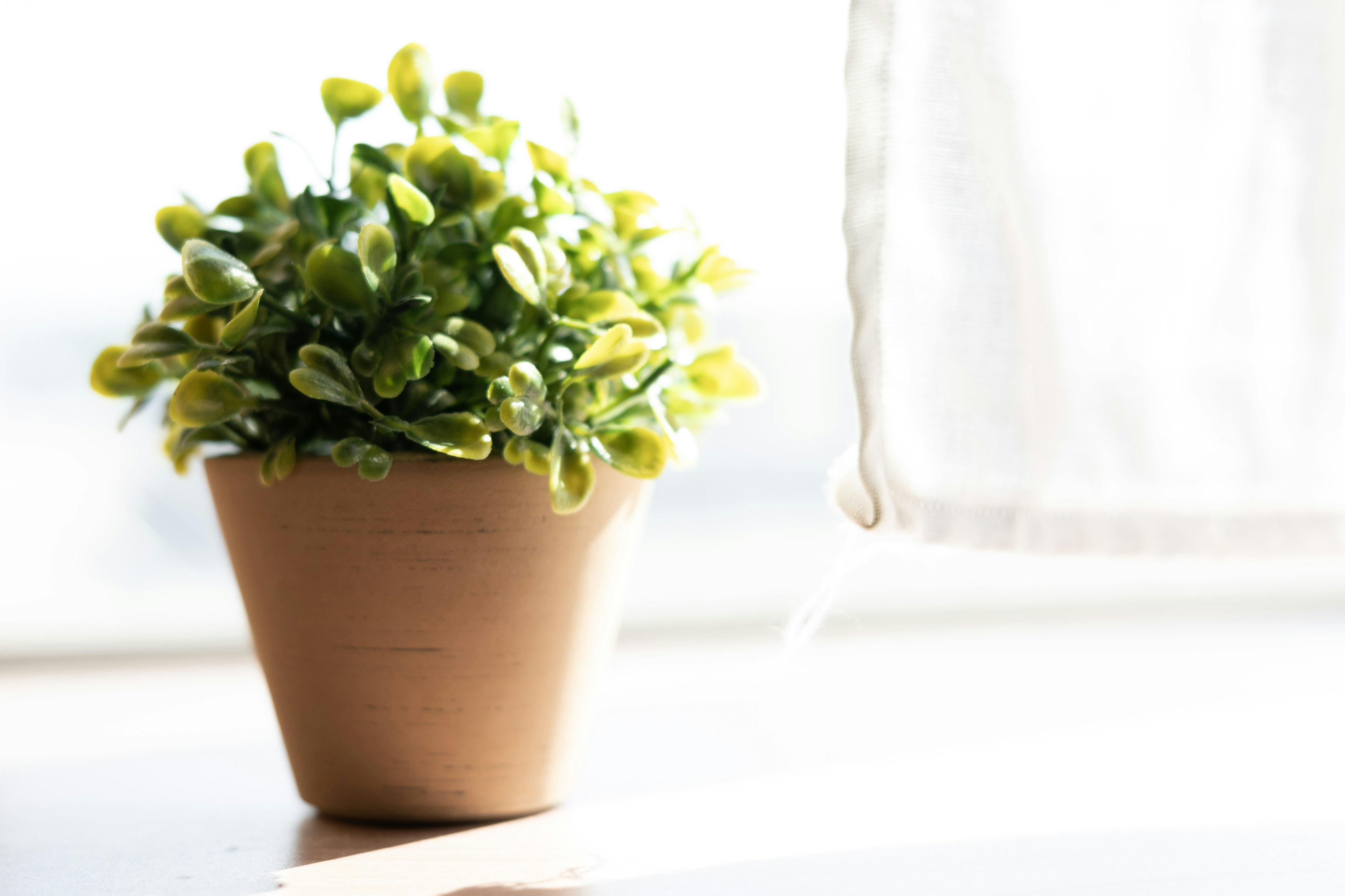 Una planta verde en una maceta colocada junto a una ventana