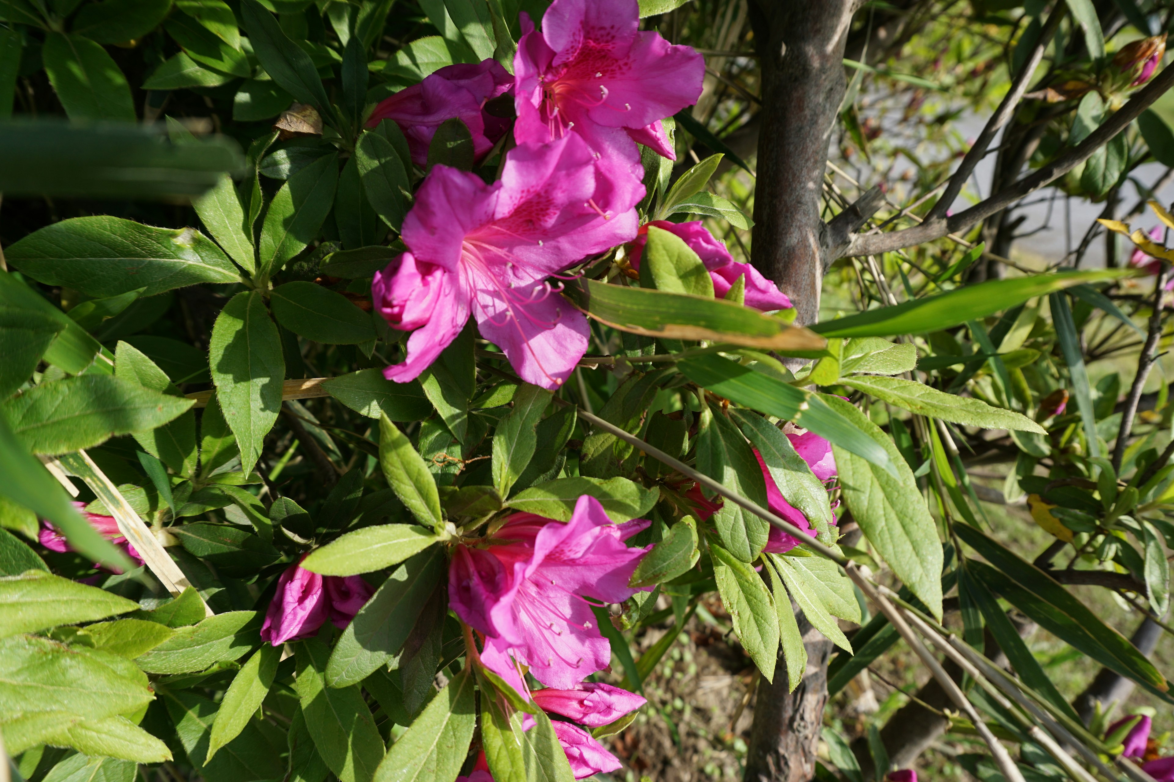 Gambar close-up bunga pink cerah di tanaman hijau subur